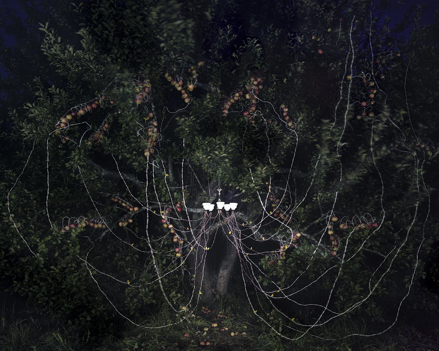 Apple Trees and LEDs, 2011