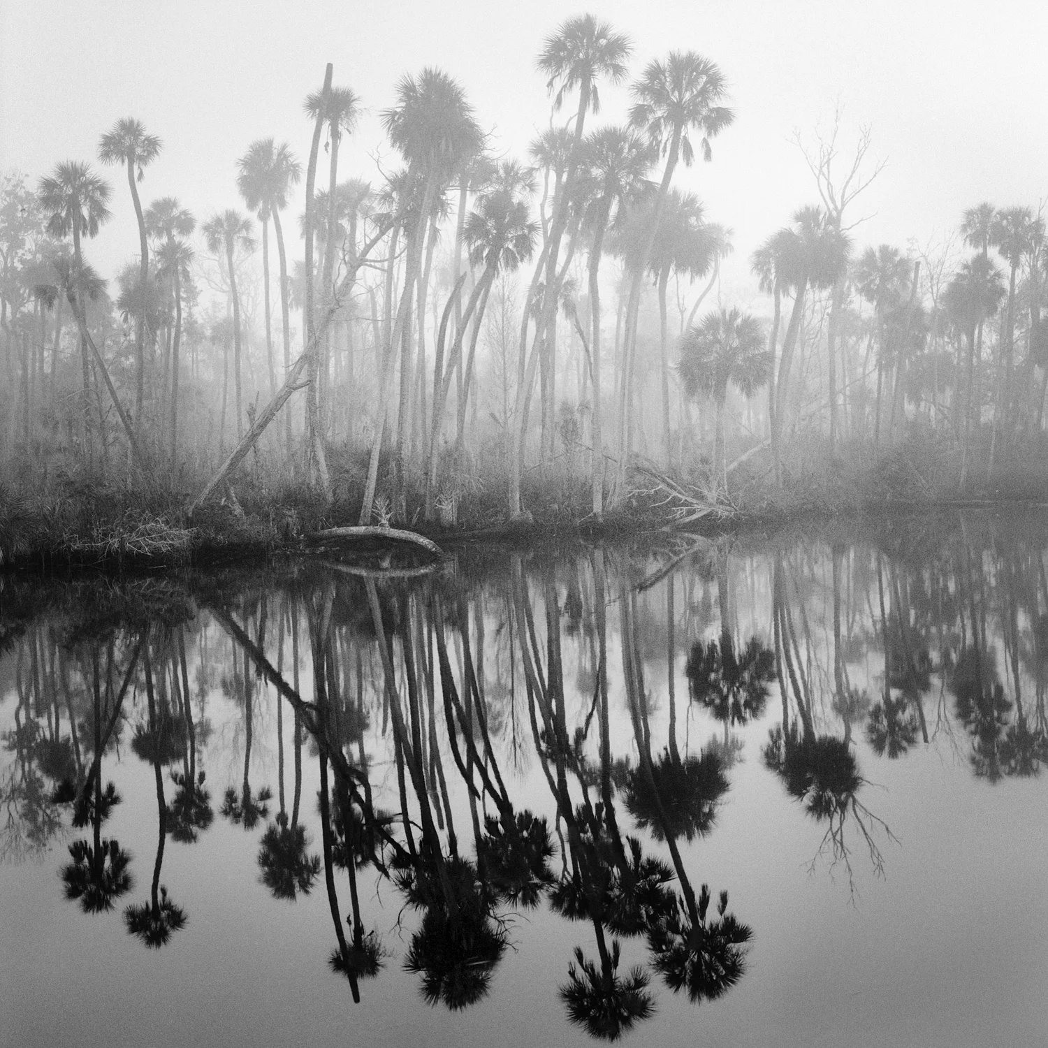 Creek in Fog