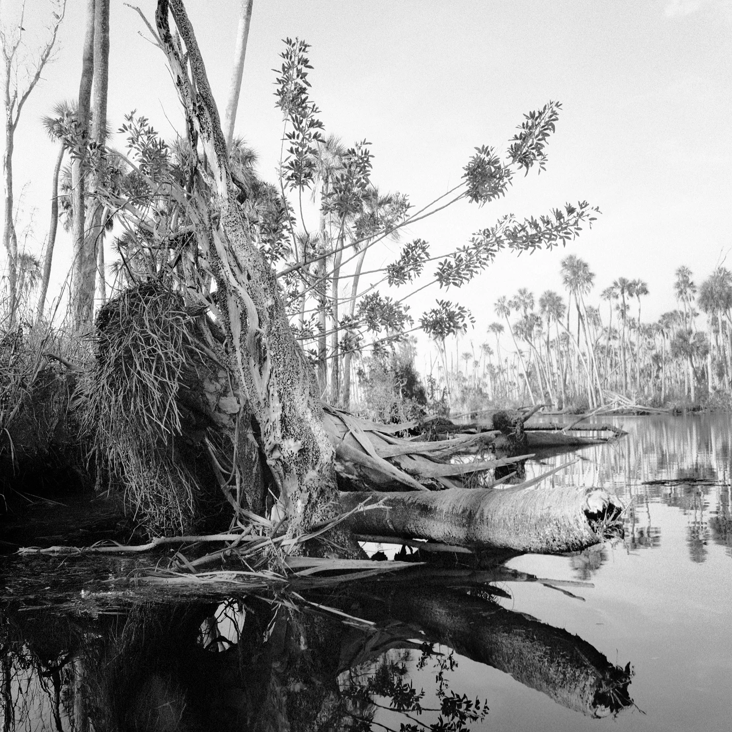 Tipped Stumps
