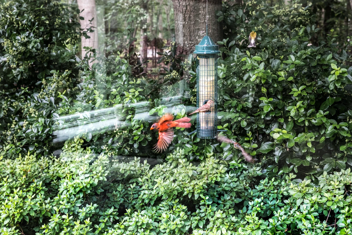 Birds , Joan Lobis Brown