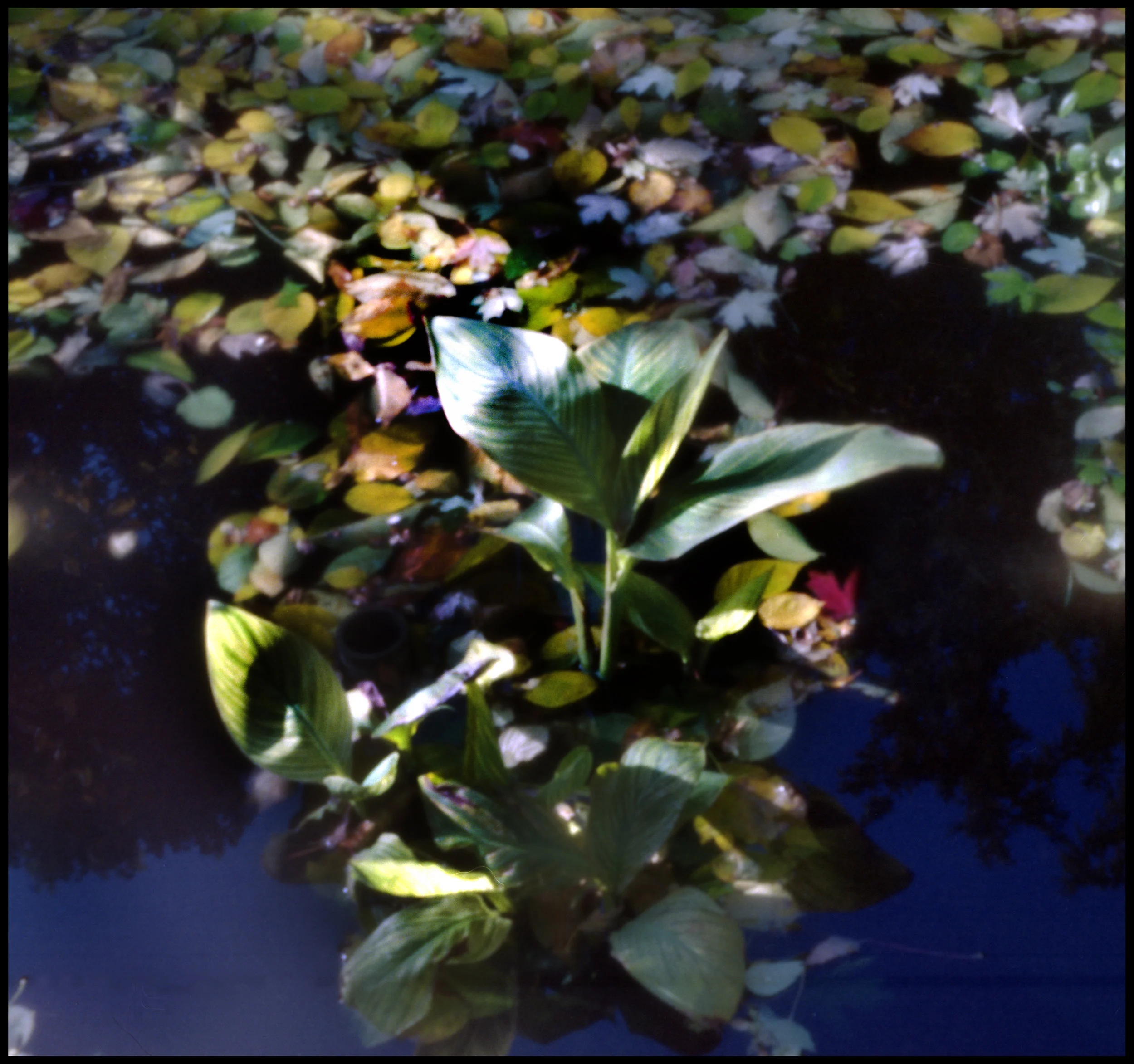 Photo made with the pinhole camera.
