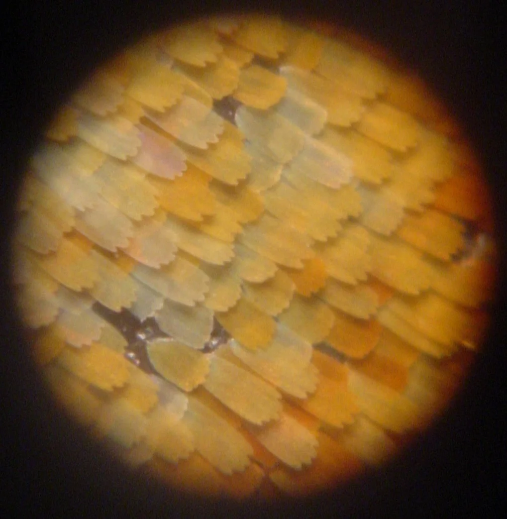 Microphoto