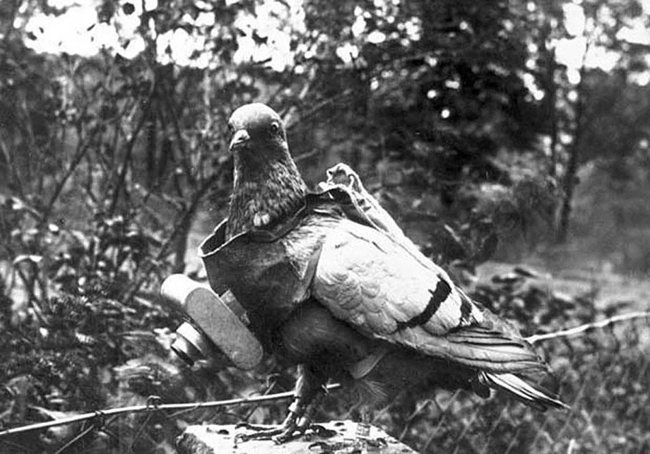 Pigeon1.jpg.CROP.article920-large.jpg