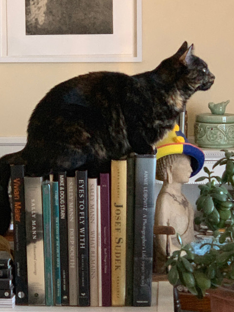 Jeanne Wells ’ photobook library as a cat perch.