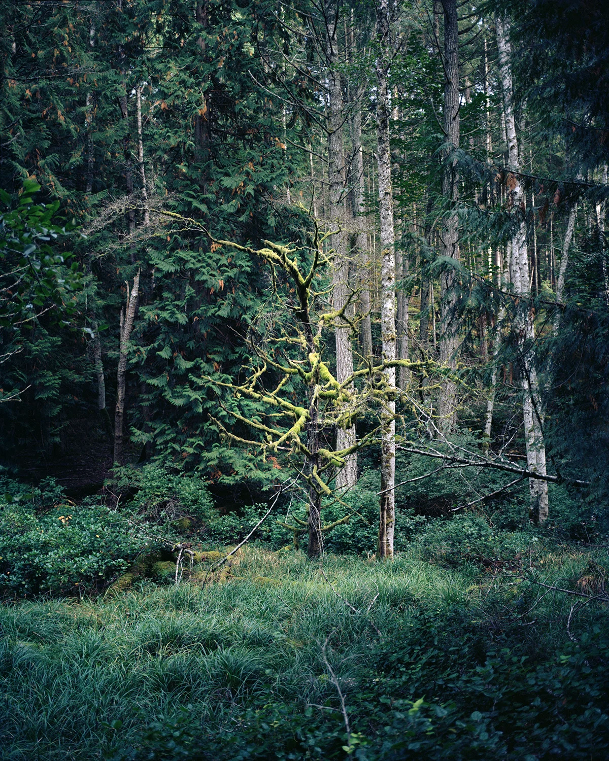 Untitled from the series Voices in the Wilderness , Ryan Walker