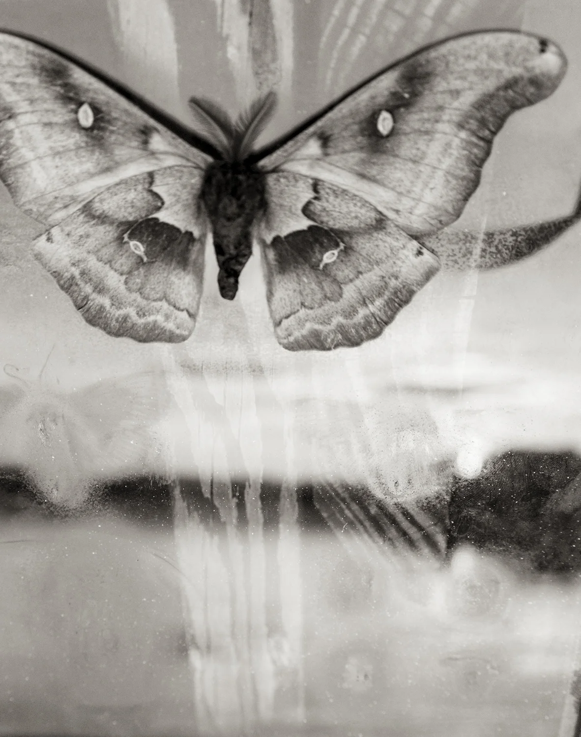 Moth at Sunset