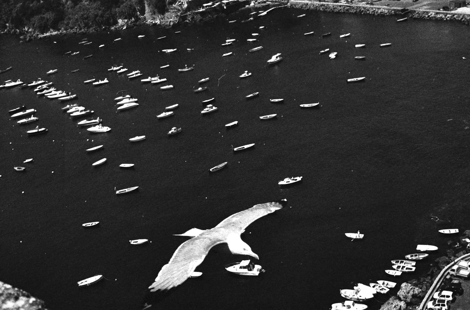 Still/s Decadent Life: Ischia , Frankie Caradonna
