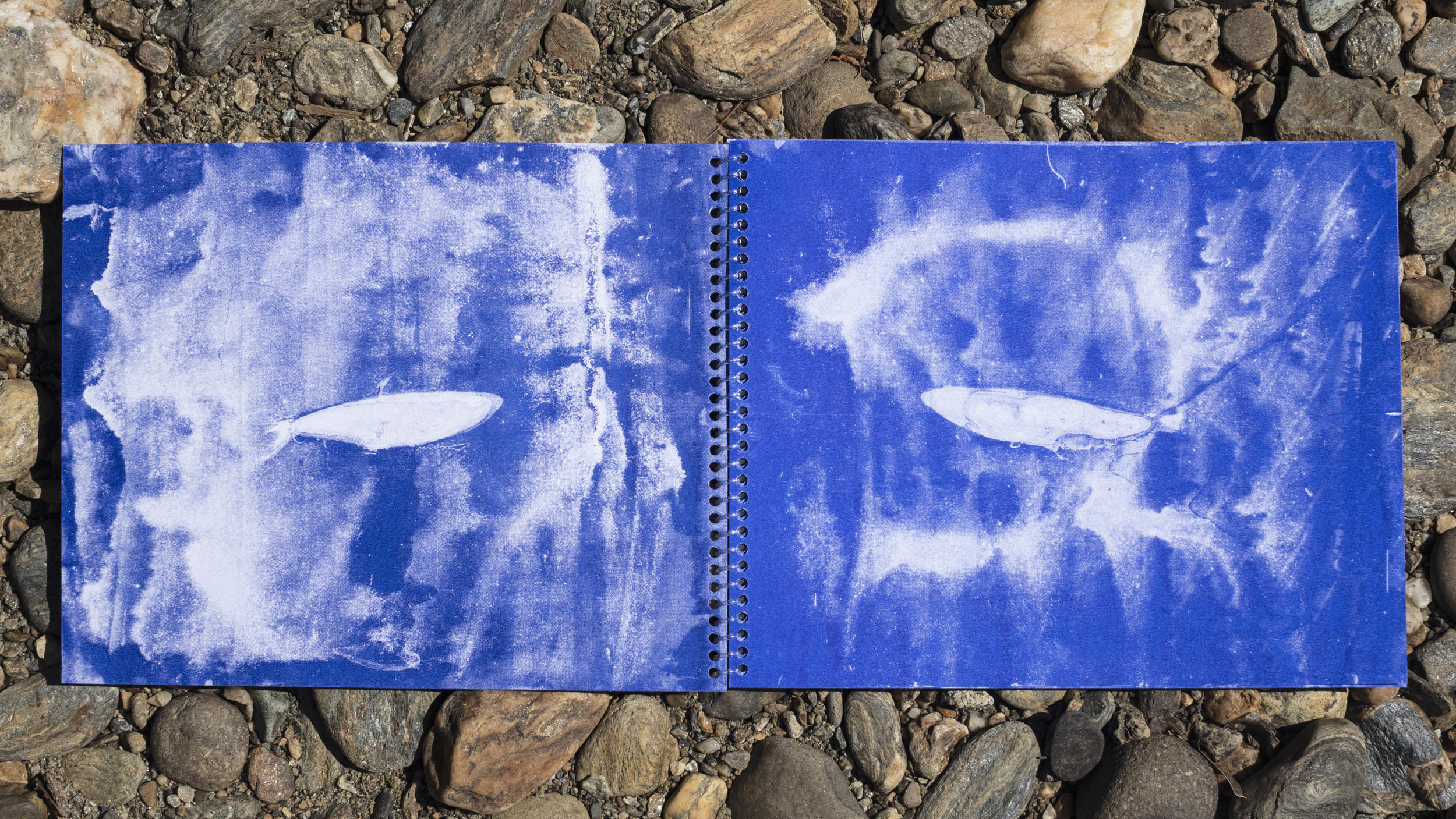 Bookmarks: Blue Tiger