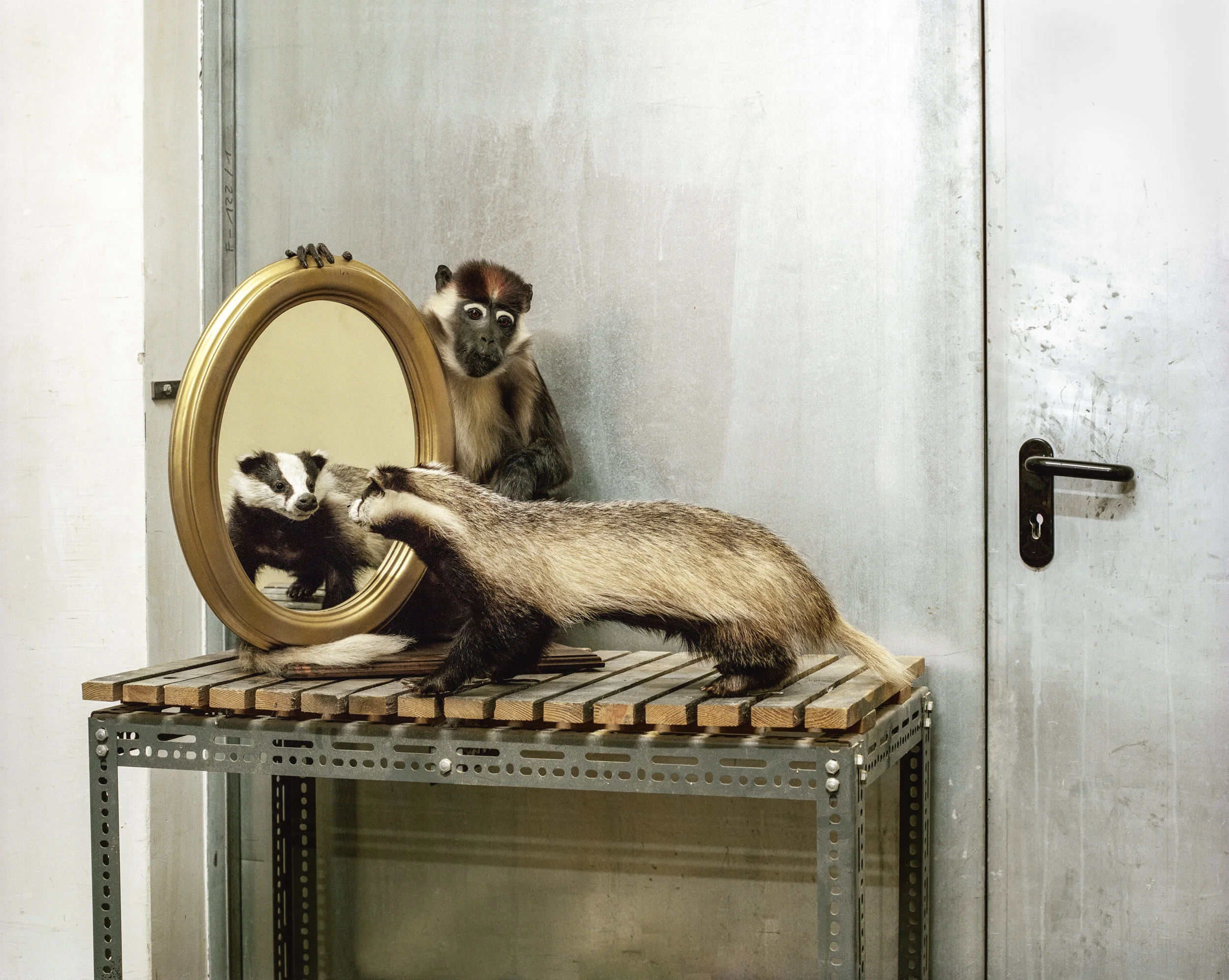 Pichler_Badger and Monkey.jpg