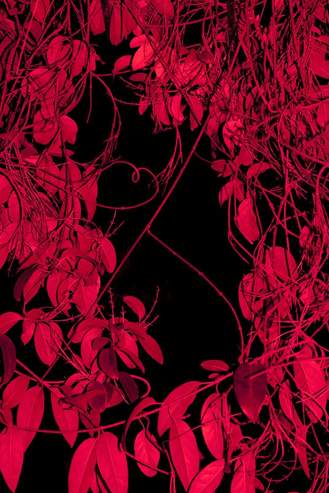 Rule Breakers: Cru Camara