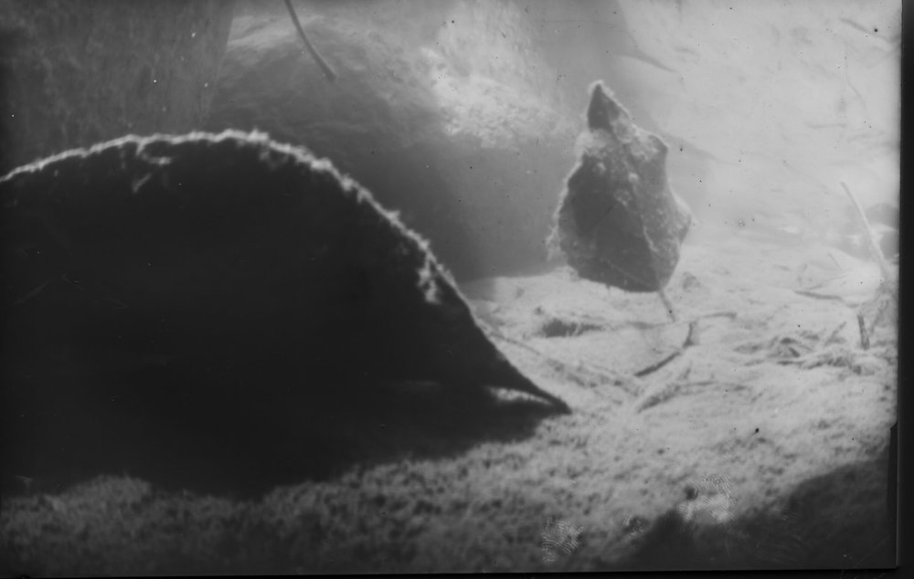 Young-Cameron_beneath19_Pinhole.jpg