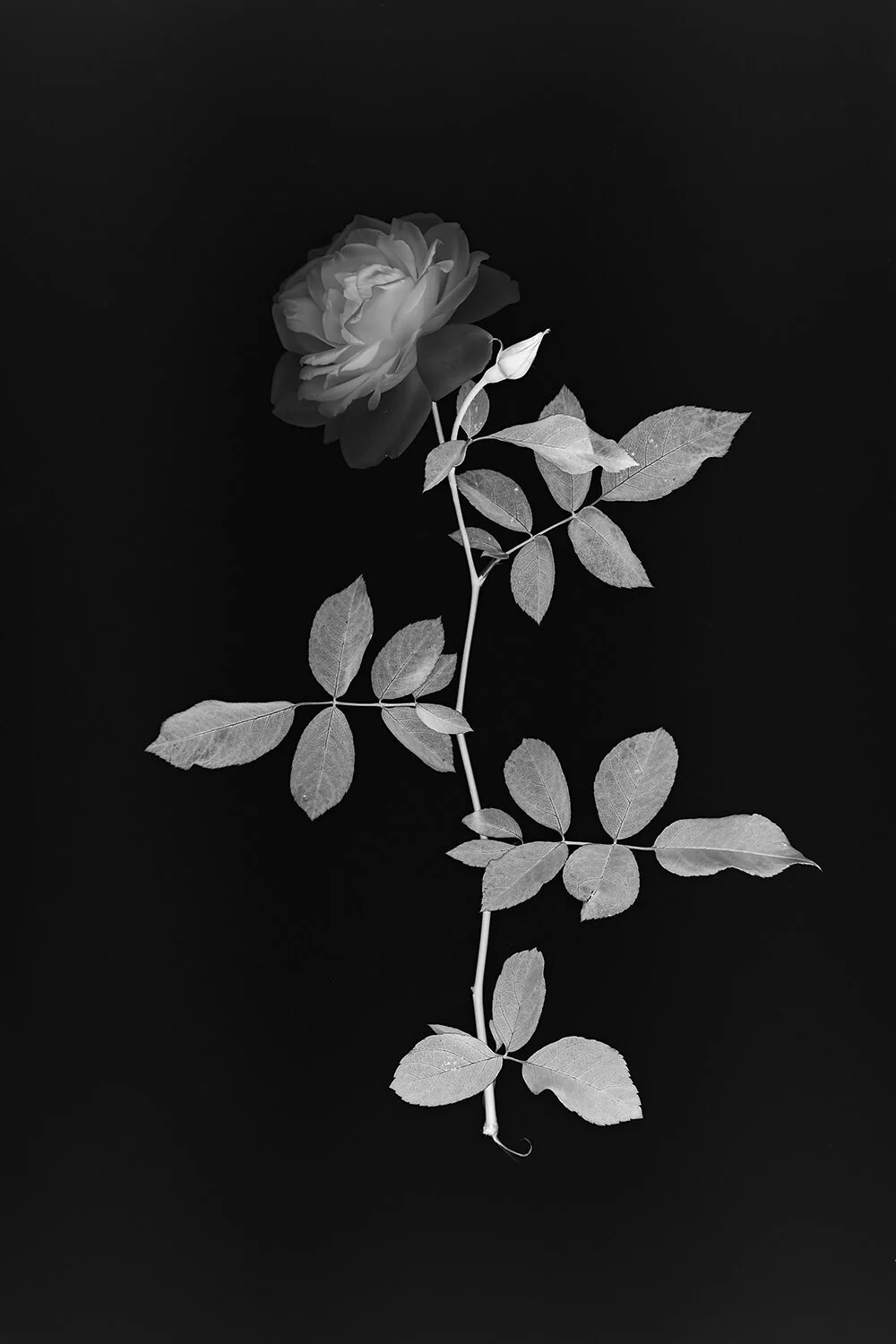 Photograms Don T Take Pictures