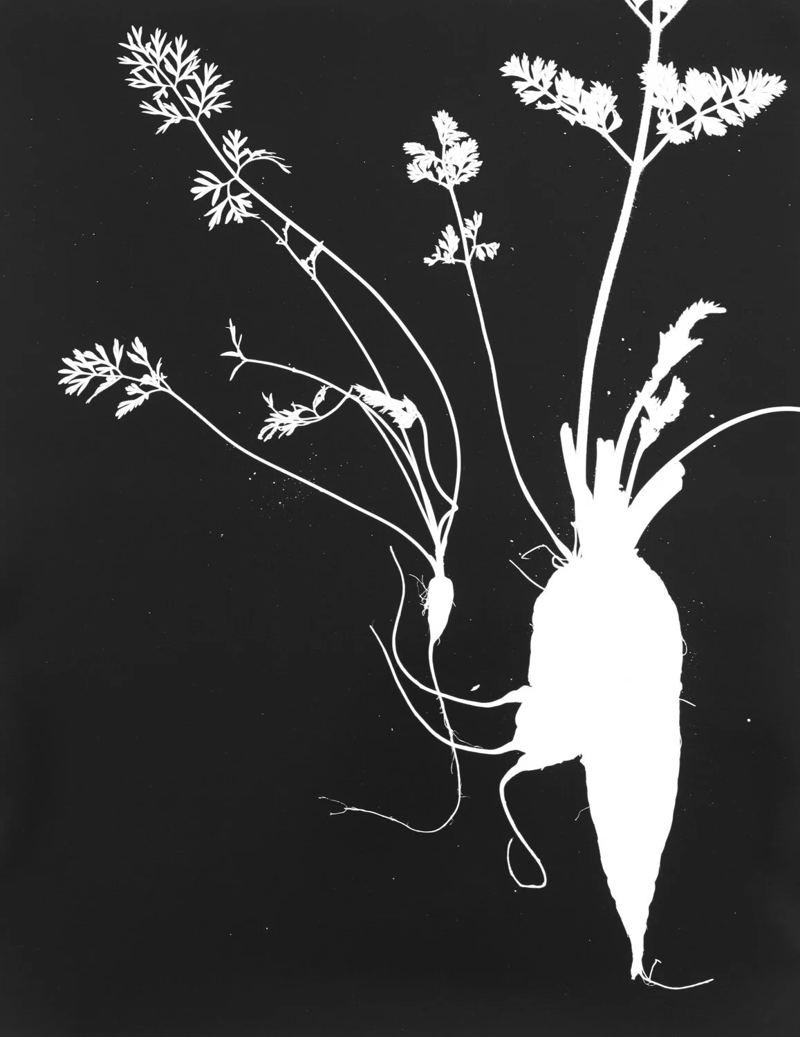 Photograms Exhibition
