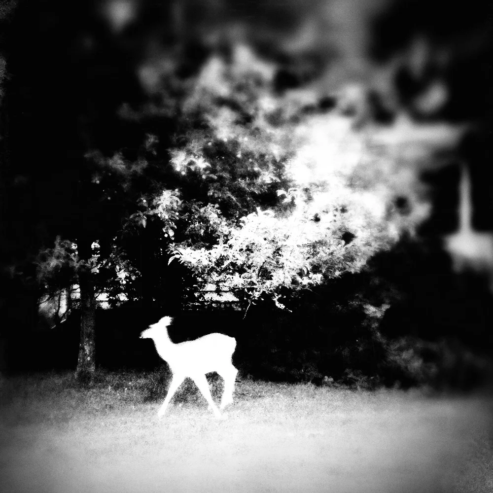 Fleeting Essence , Catherine Panebianco
