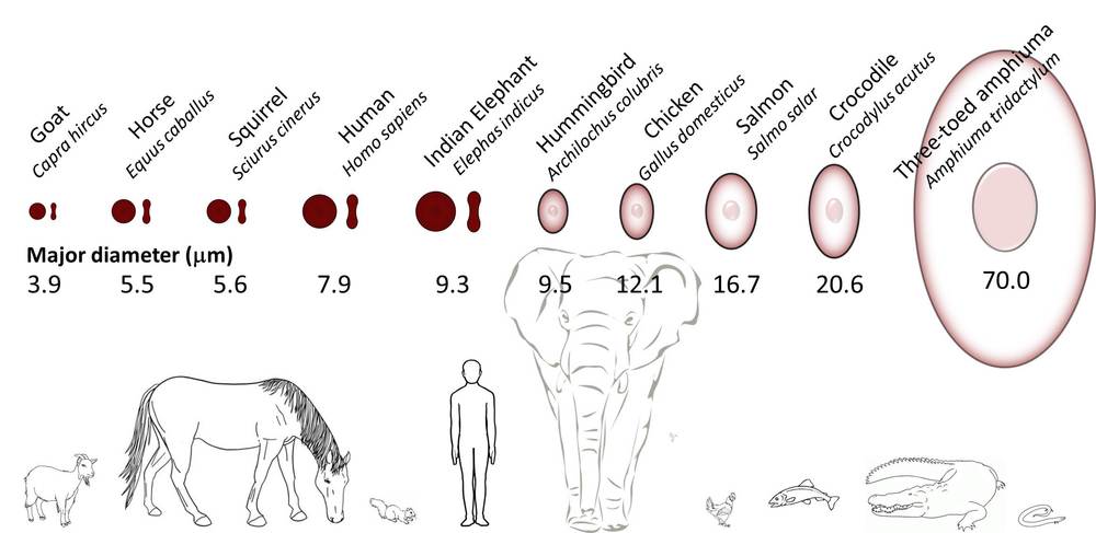 hemorheology — Liepmann Lab hemorheology — Liepmann Lab