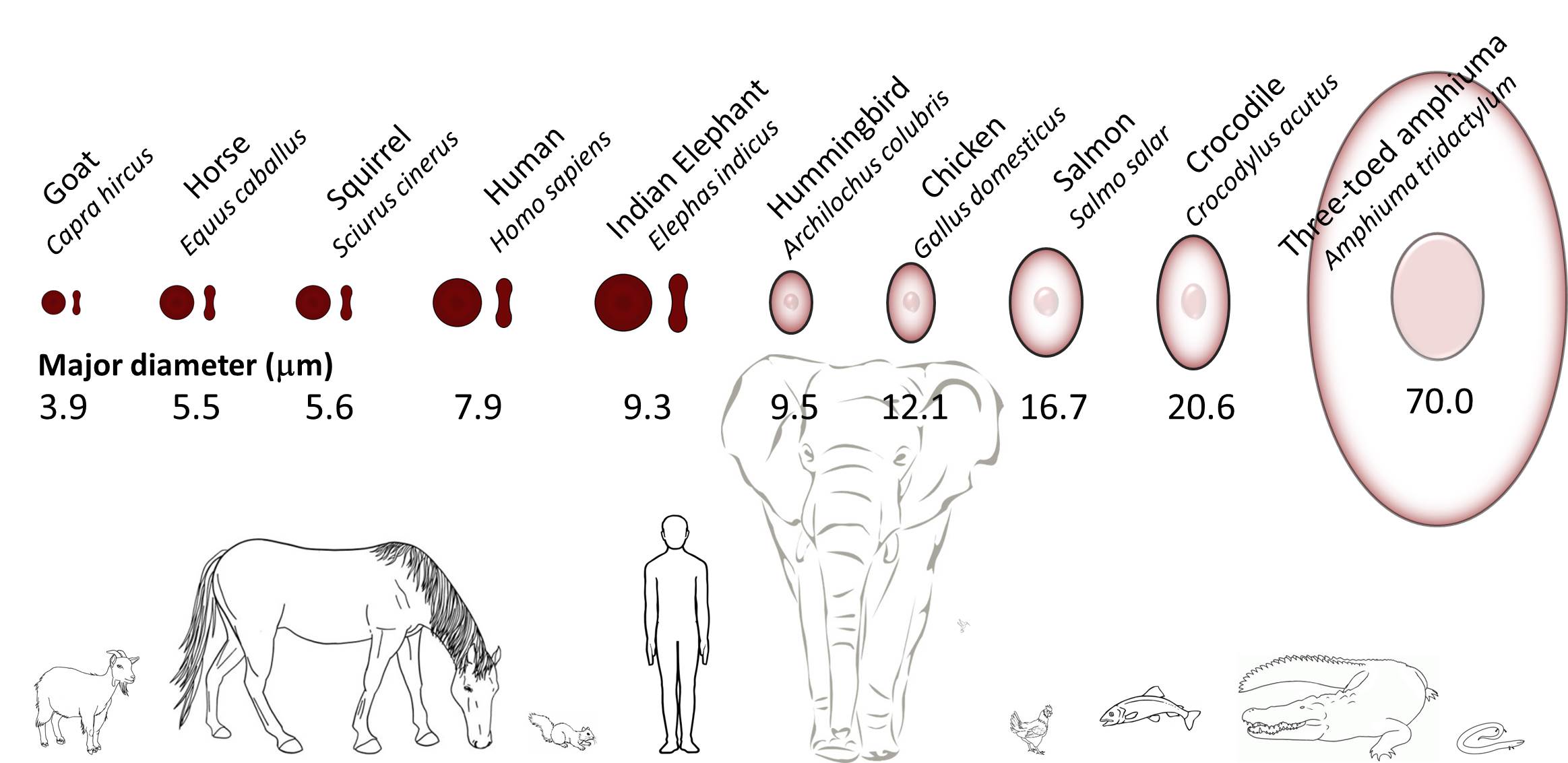 Red blood cell size, deformability, and aggregation behavior vary significantly across vertebrate species. Unlike mammals, oviparous vertebrates (birds, reptiles, amphibians) have nucleated red blood cells. Data from: (1) Gulliver, G. Proceedings of the Zoological Society of London 1862: 91-103 and (2) Arikan, H., and C. Kerim. Northwestern Journal of Zoology 2014 10(1):190-209.