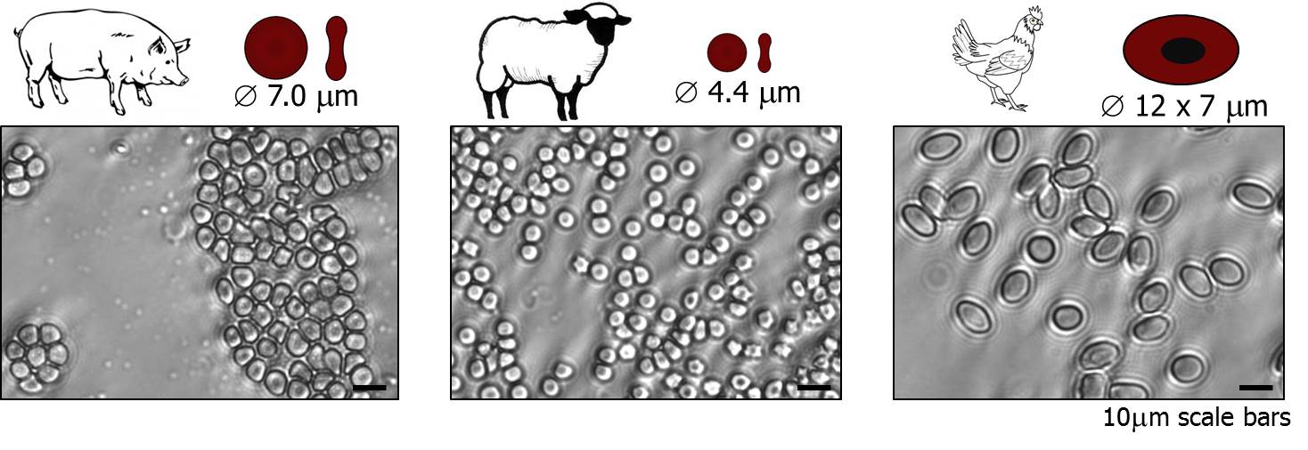 Optical micrographs of blood samples used in our pressure drop experiments. Blood samples are treated with K2 EDTA as an anticoagulant. Note the differences in red blood cell aggregation (clumping and formation of rouleaux) across species - this is one factor affecting whole blood viscosity at low shear rates.
