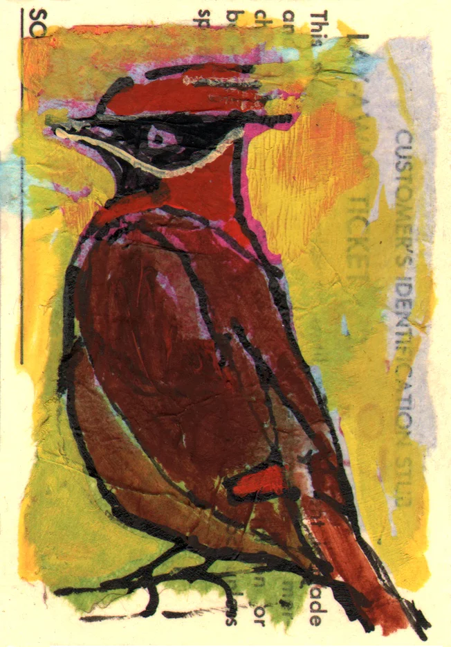 cedar waxwing.jpg