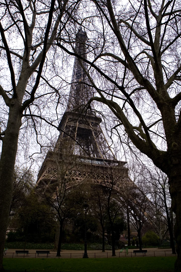 eiffeltowertrees.JPG