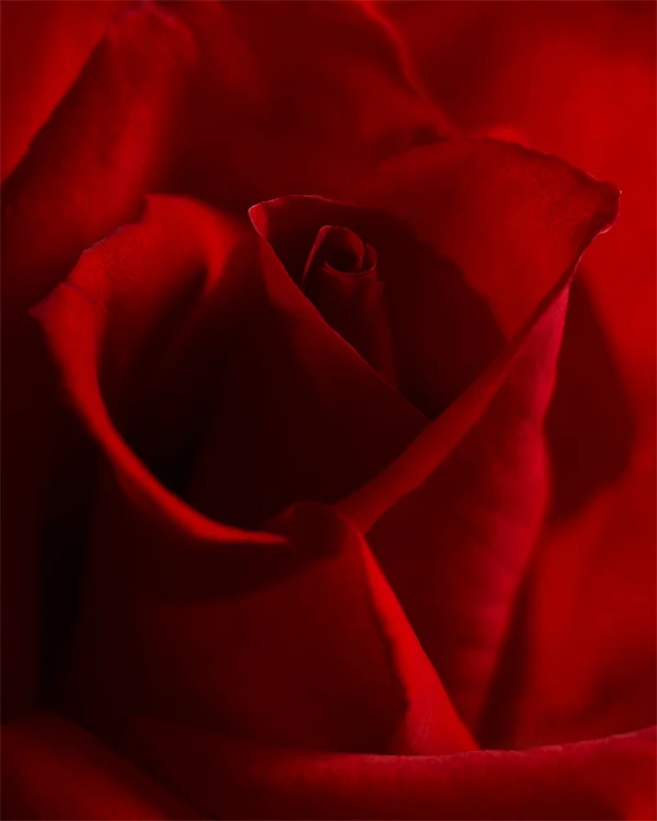 Rose.jpg