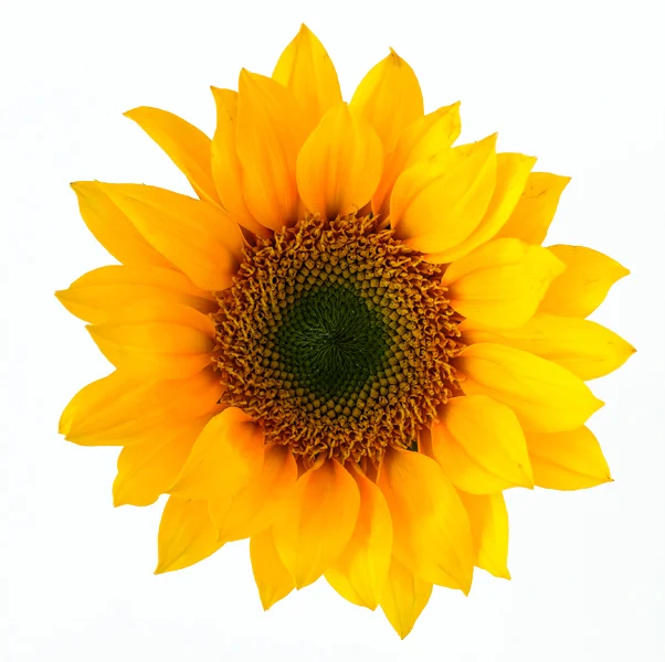 sunflower.jpg