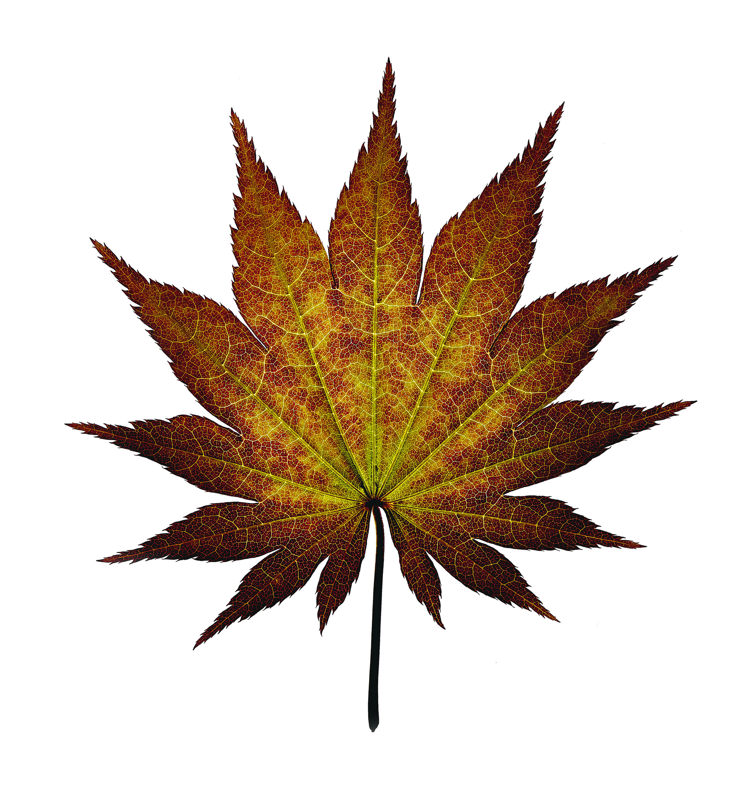 BTAW_MoonLightMapleLeaf.jpg