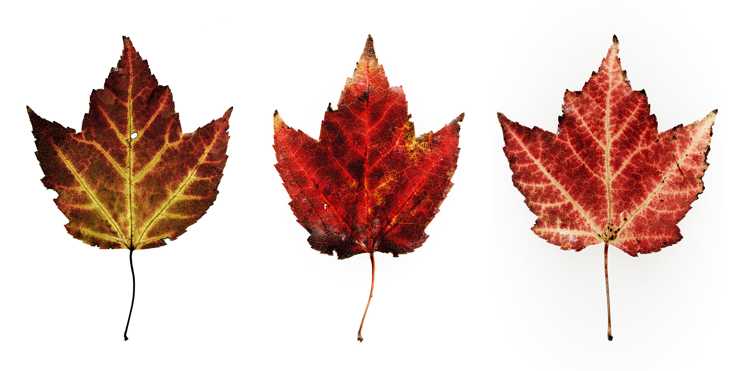 ThreeFallLeafs_Triptich.jpg