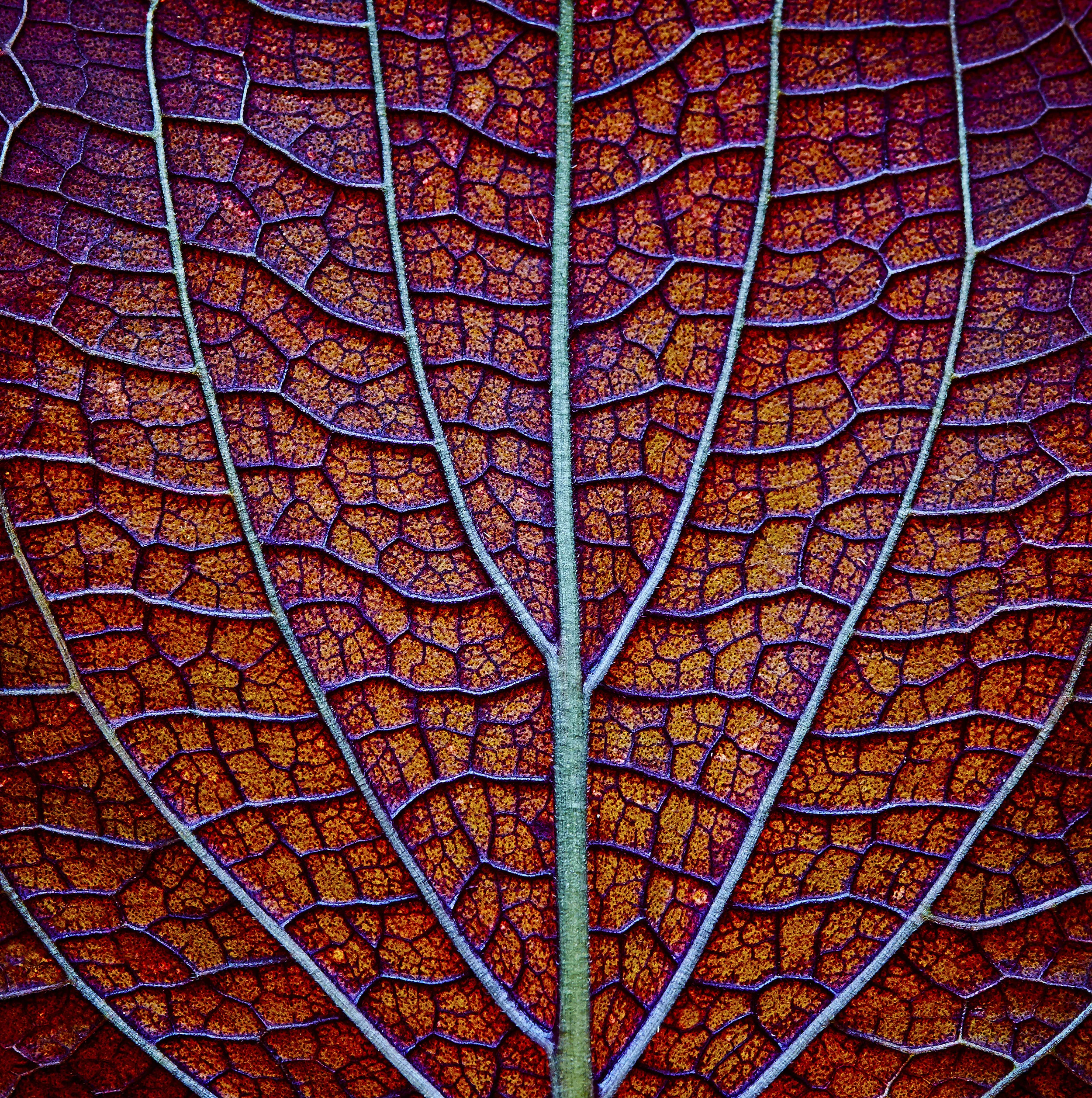 Occolus_RedLeaf1.jpg