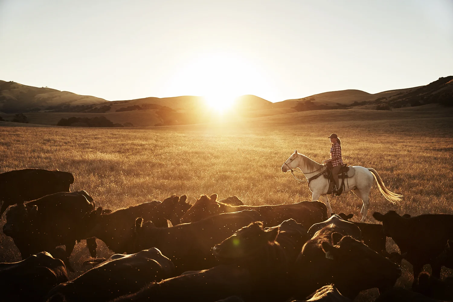 40A_W61650_BCD_34719_DCM_SS19_0174_Rafalovich comp.jpg