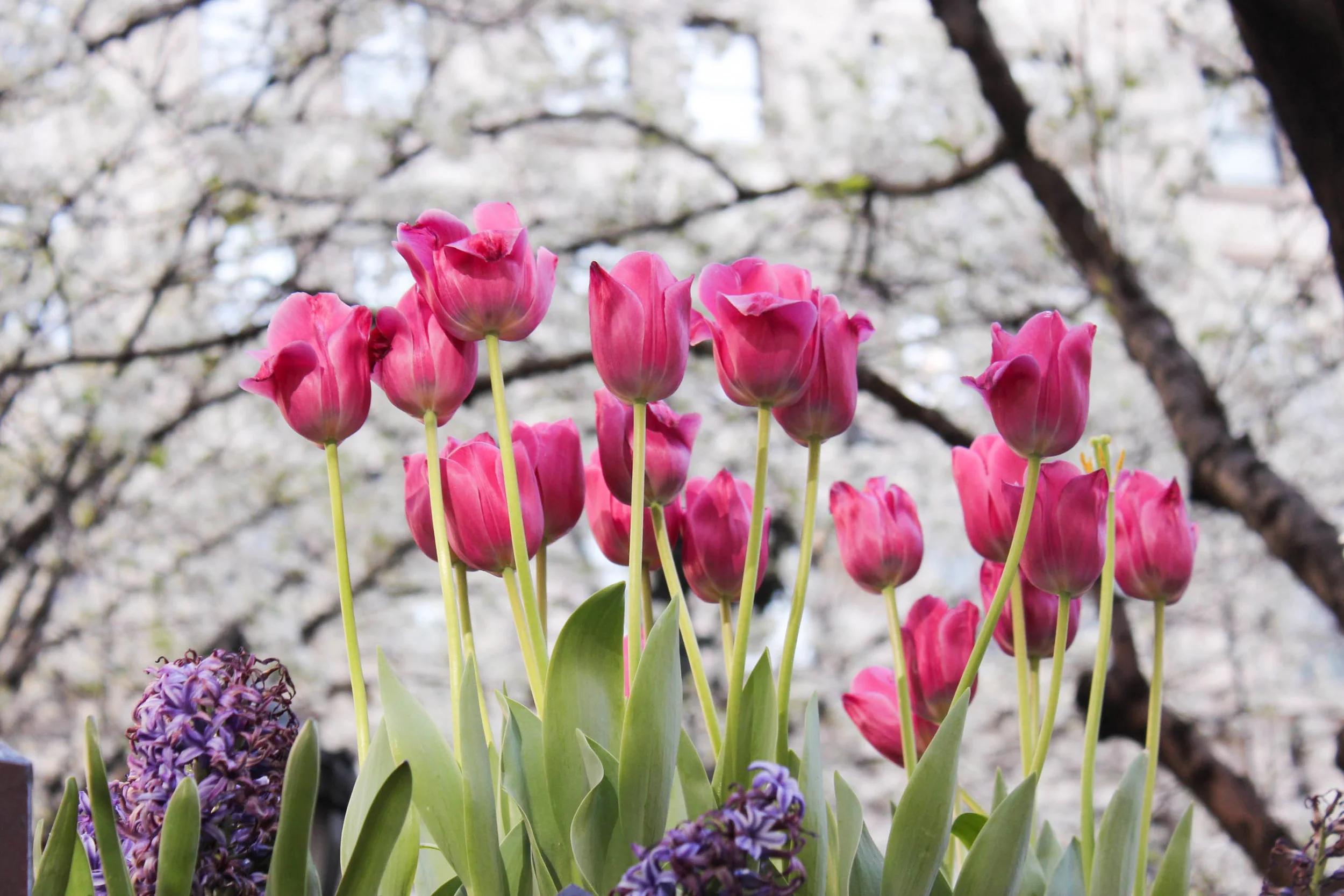Pink tulips