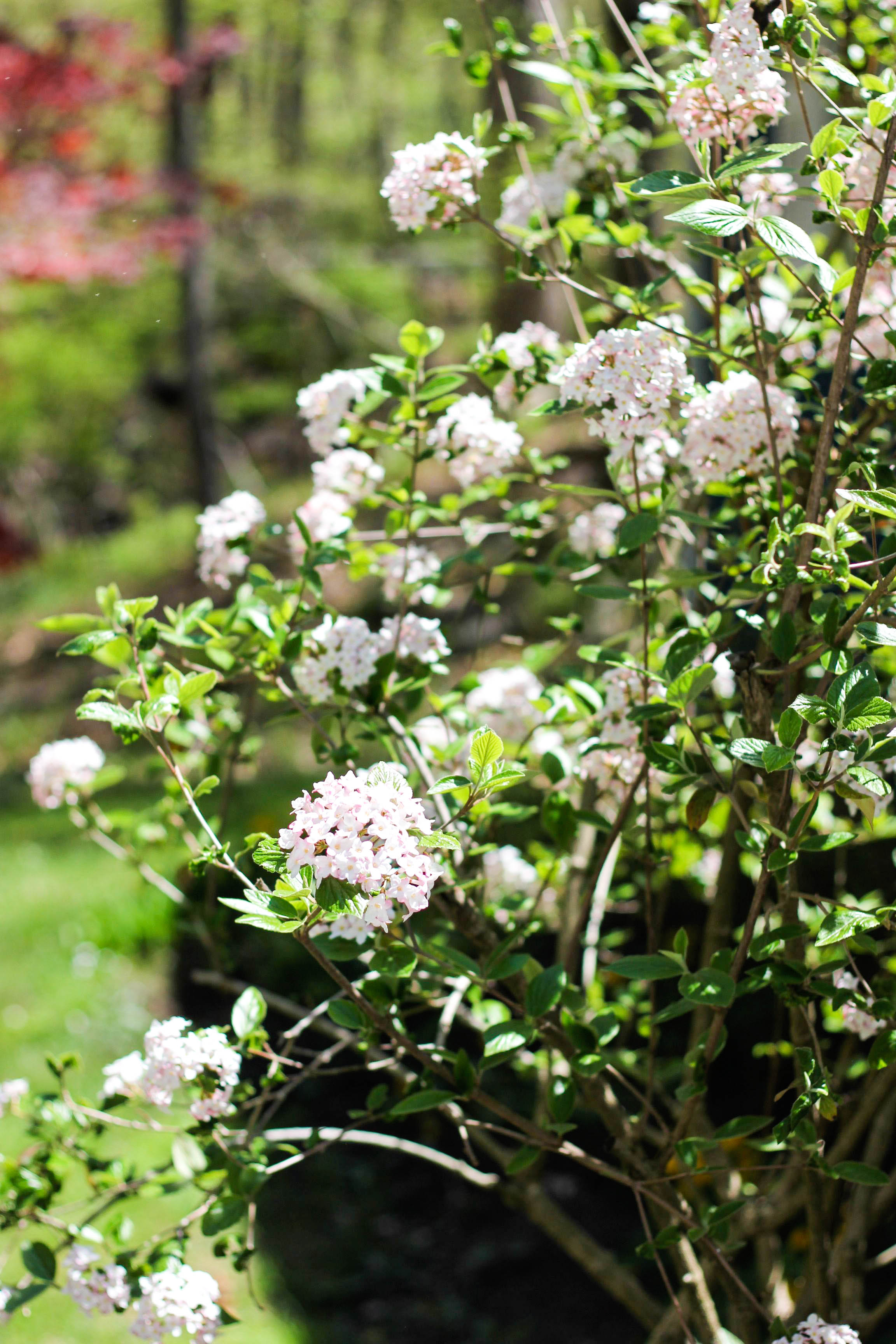 blooming flowers