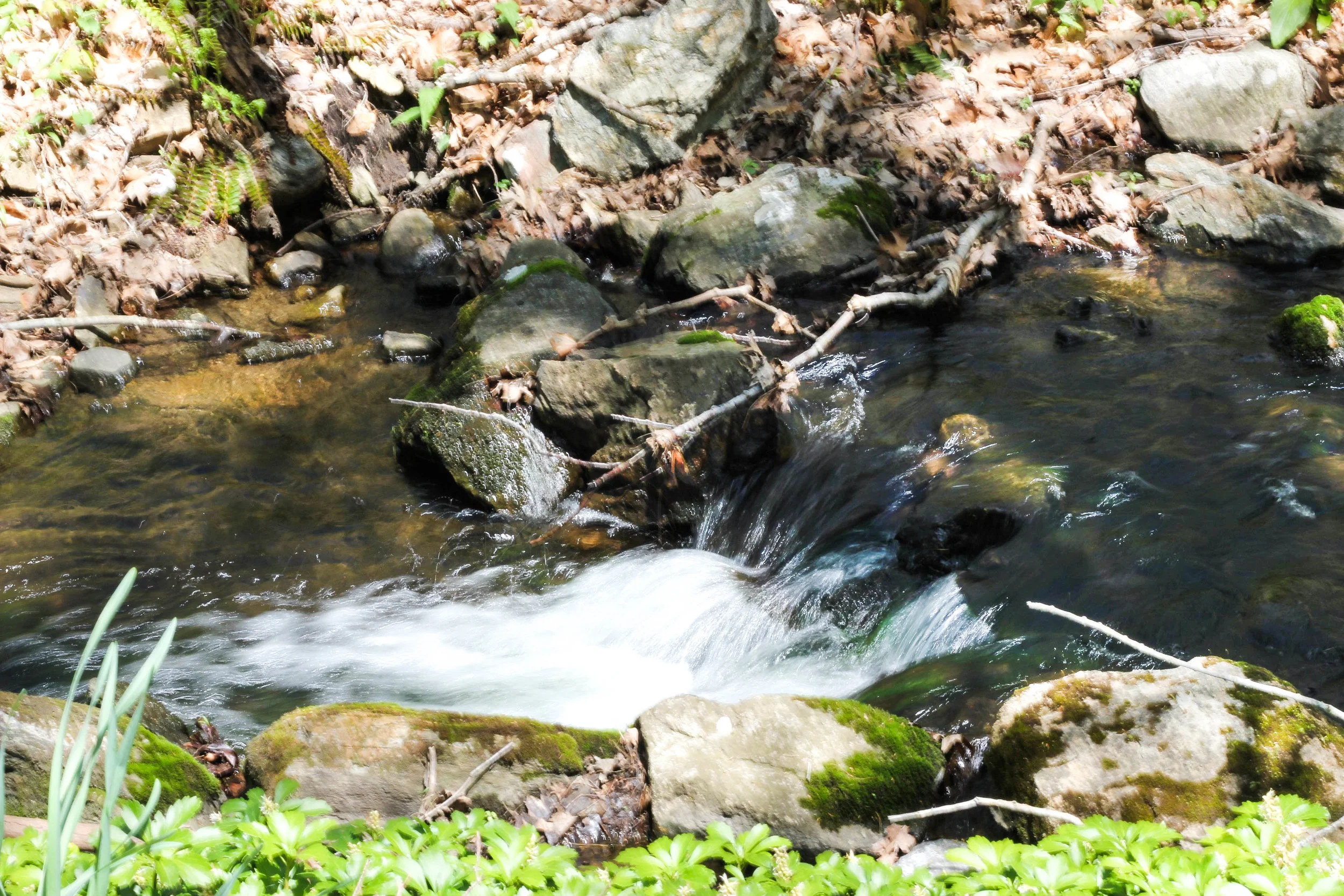 our little stream in front of the house :)