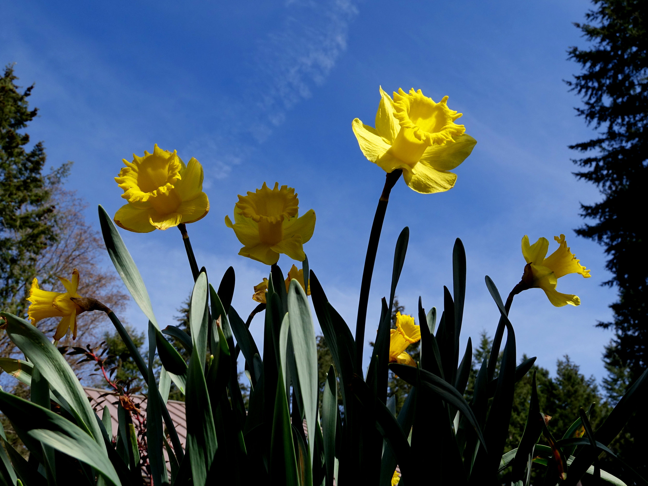 Spring Flowers 9.jpg