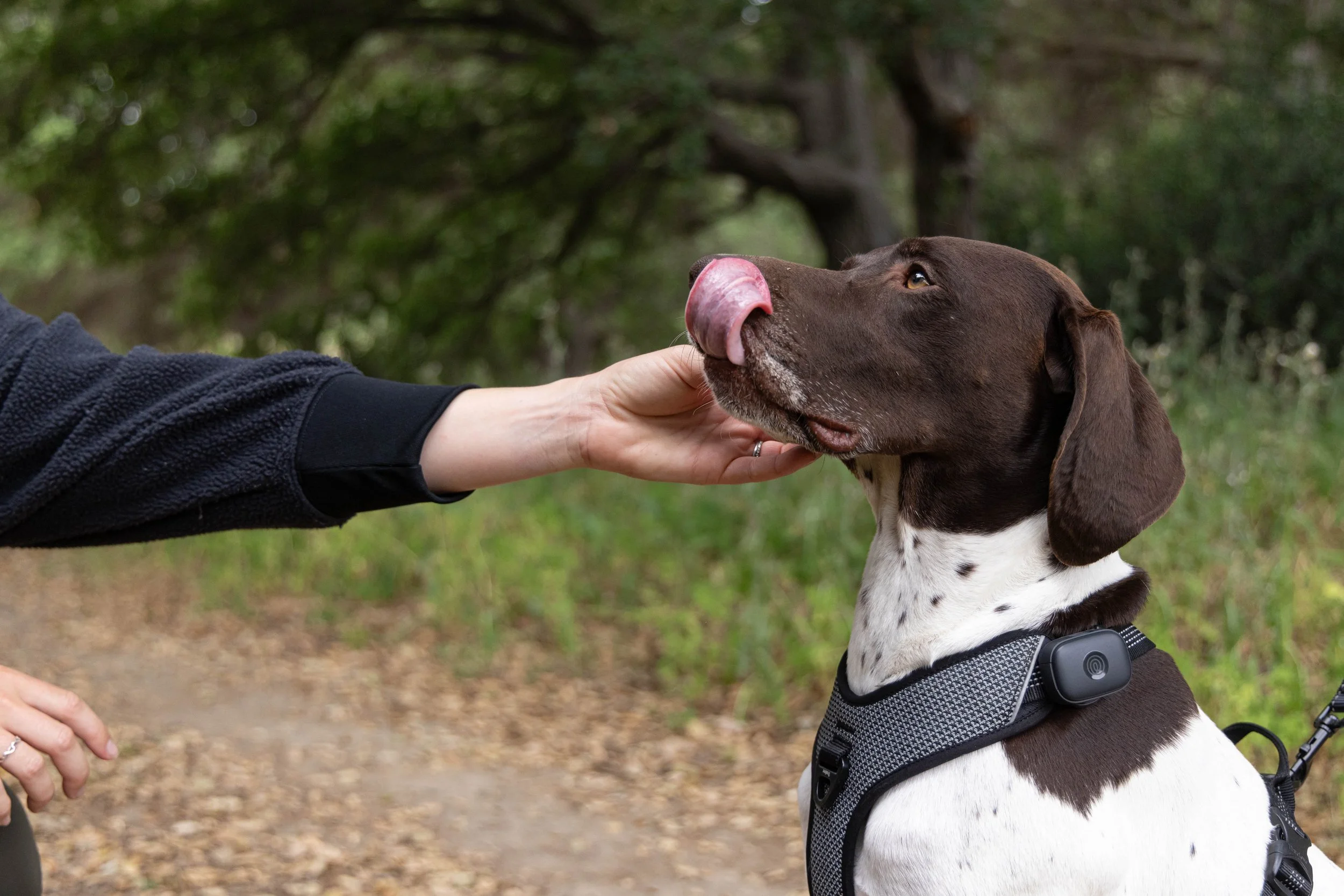 RF_dogs.04.jpg