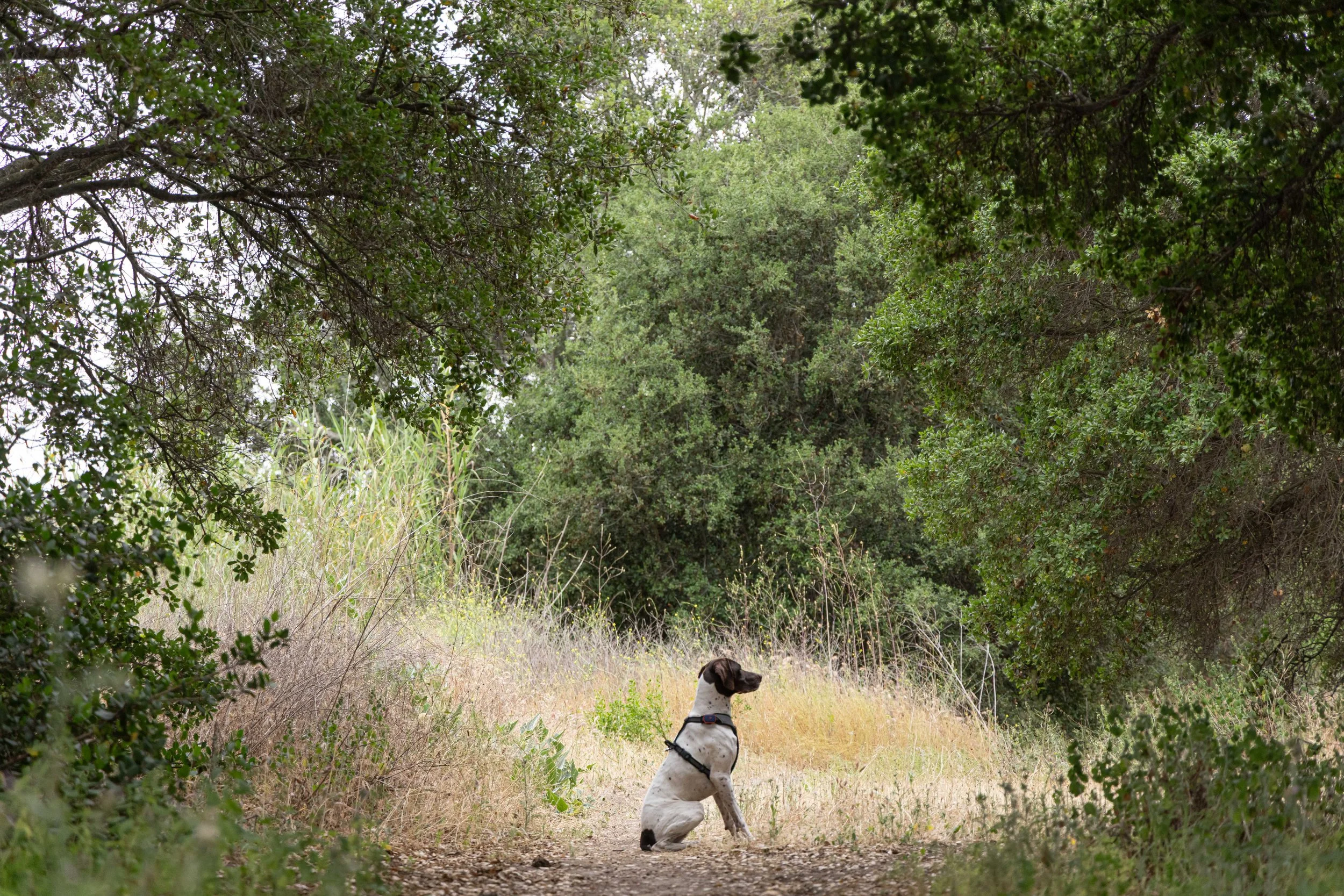 RF_dogs.05.jpg