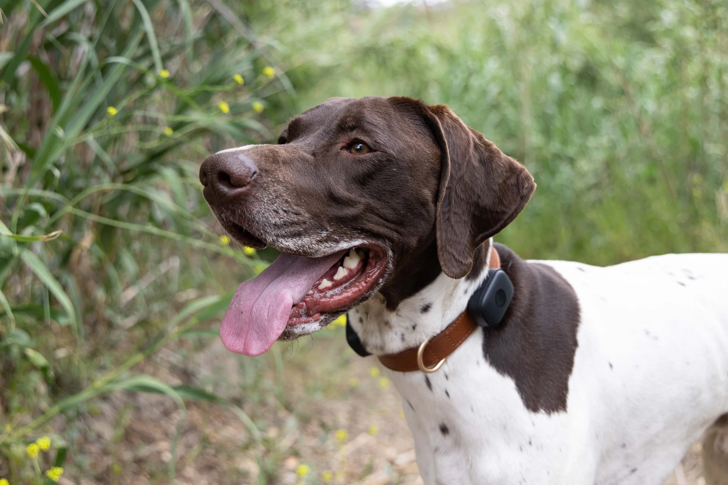 RF_dogs.06.jpg