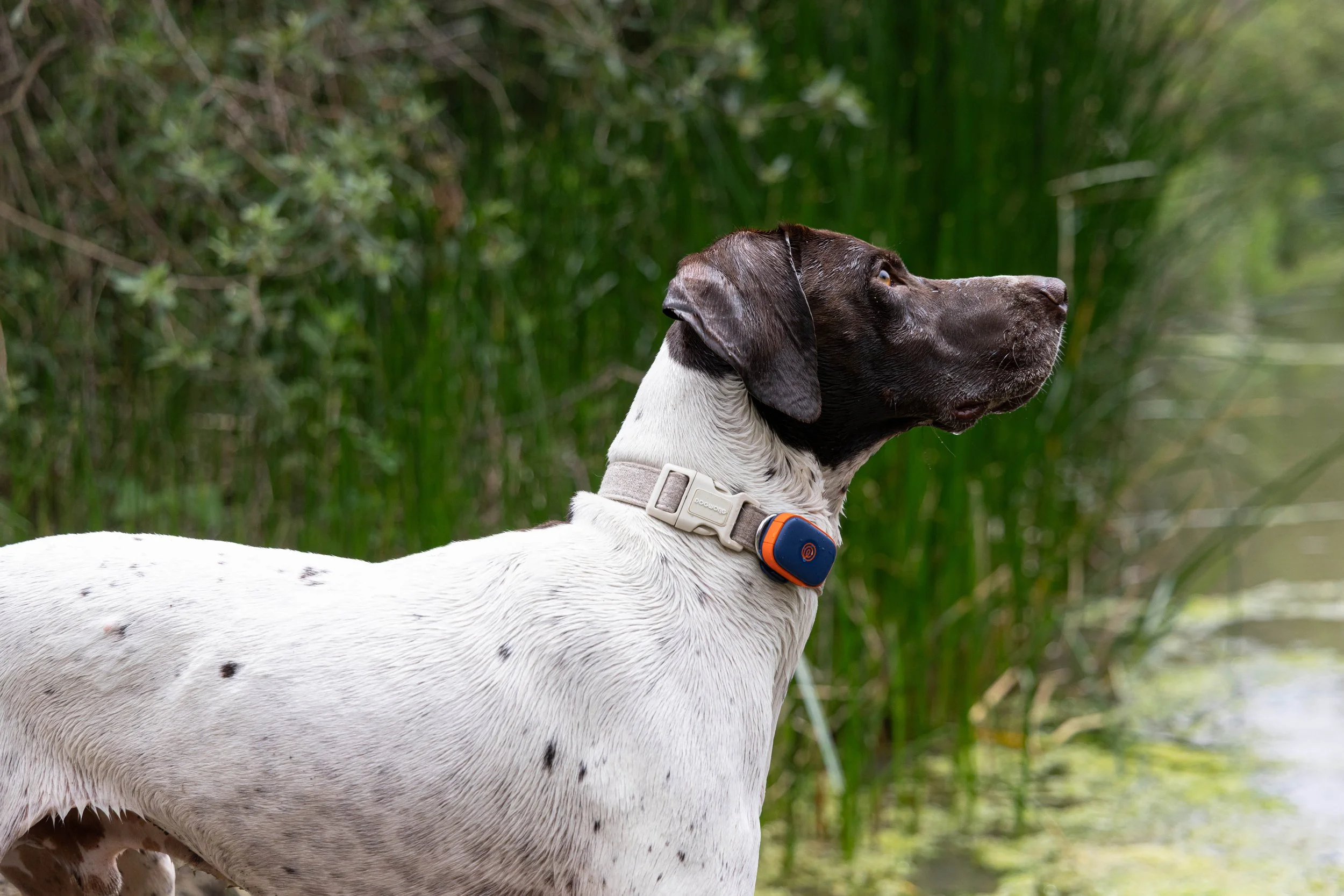 RF_dogs.08.jpg