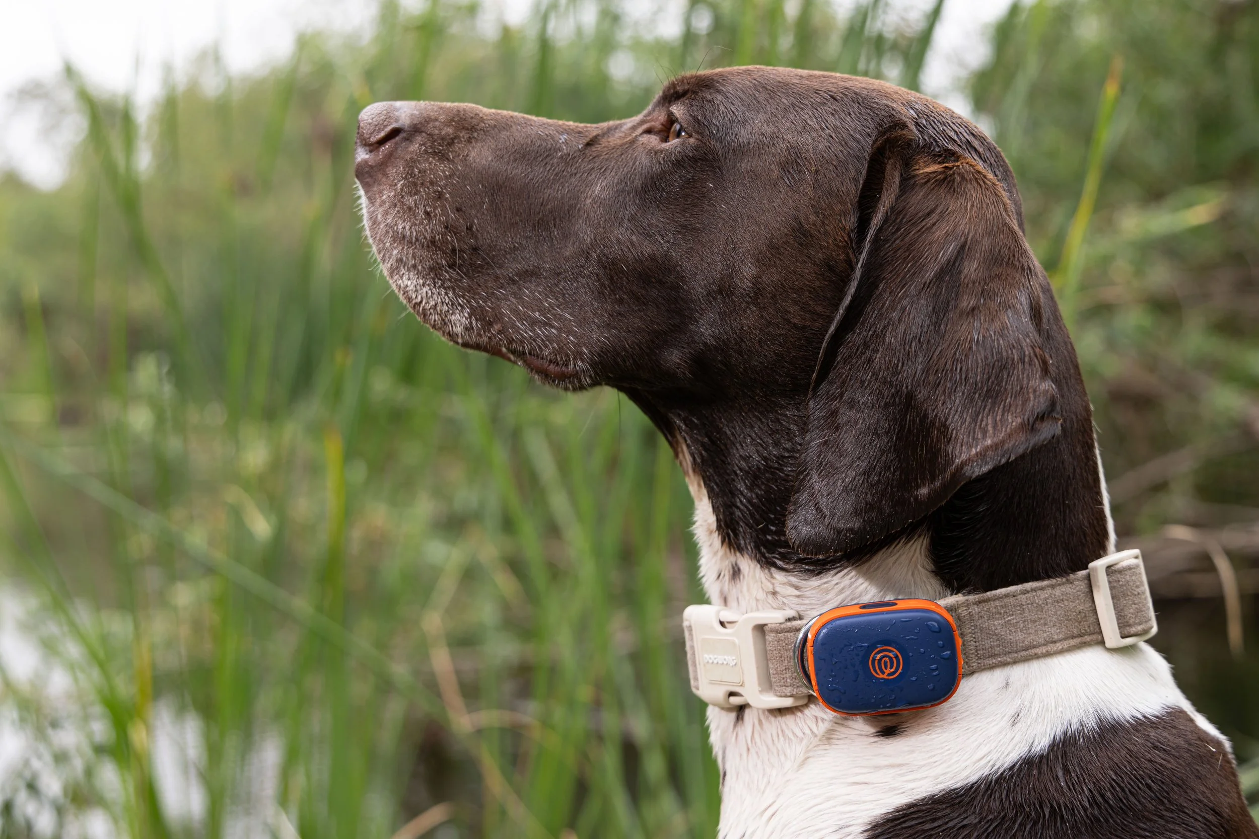 RF_dogs.09.jpg