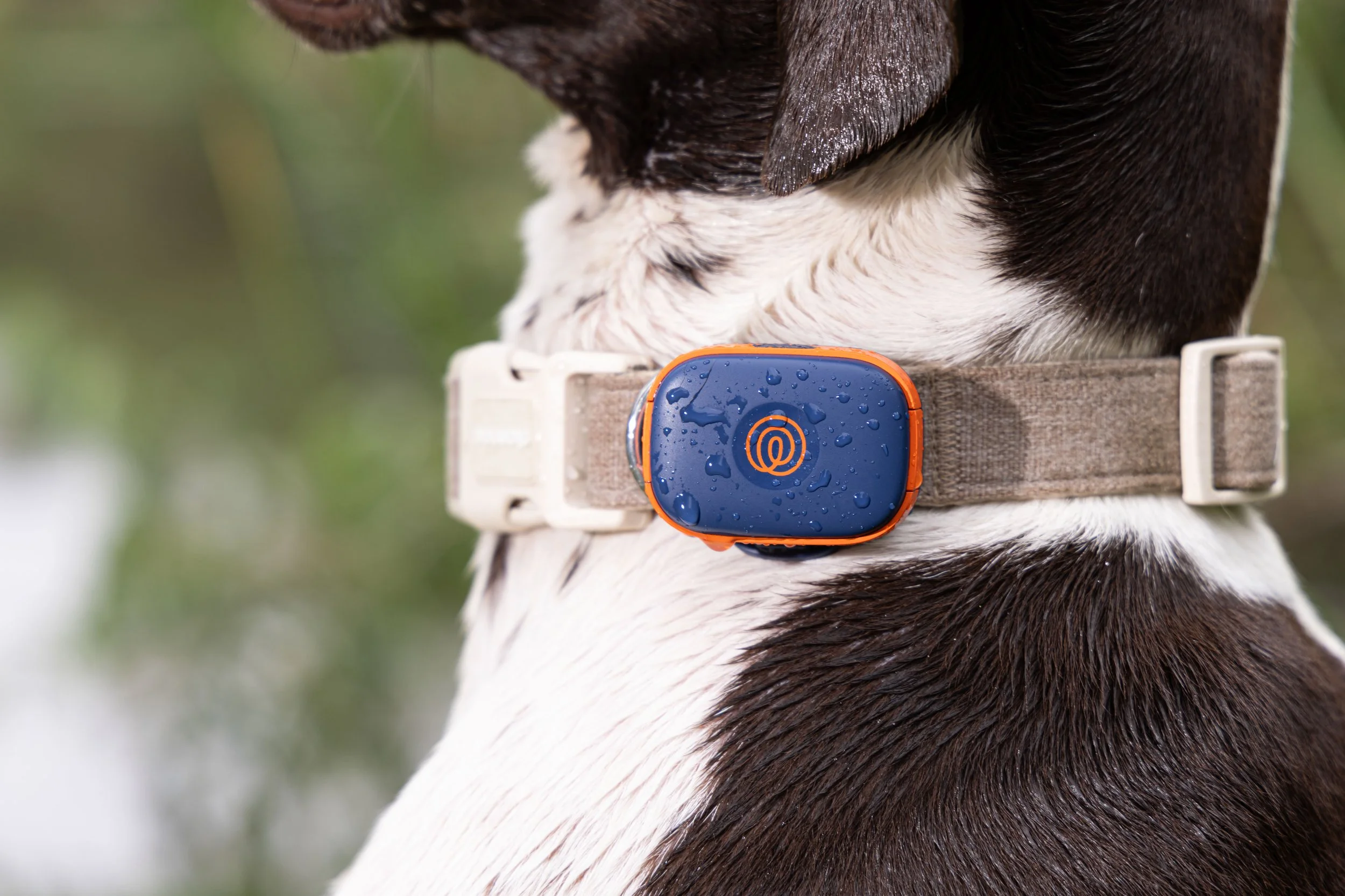 RF_dogs.10.jpg
