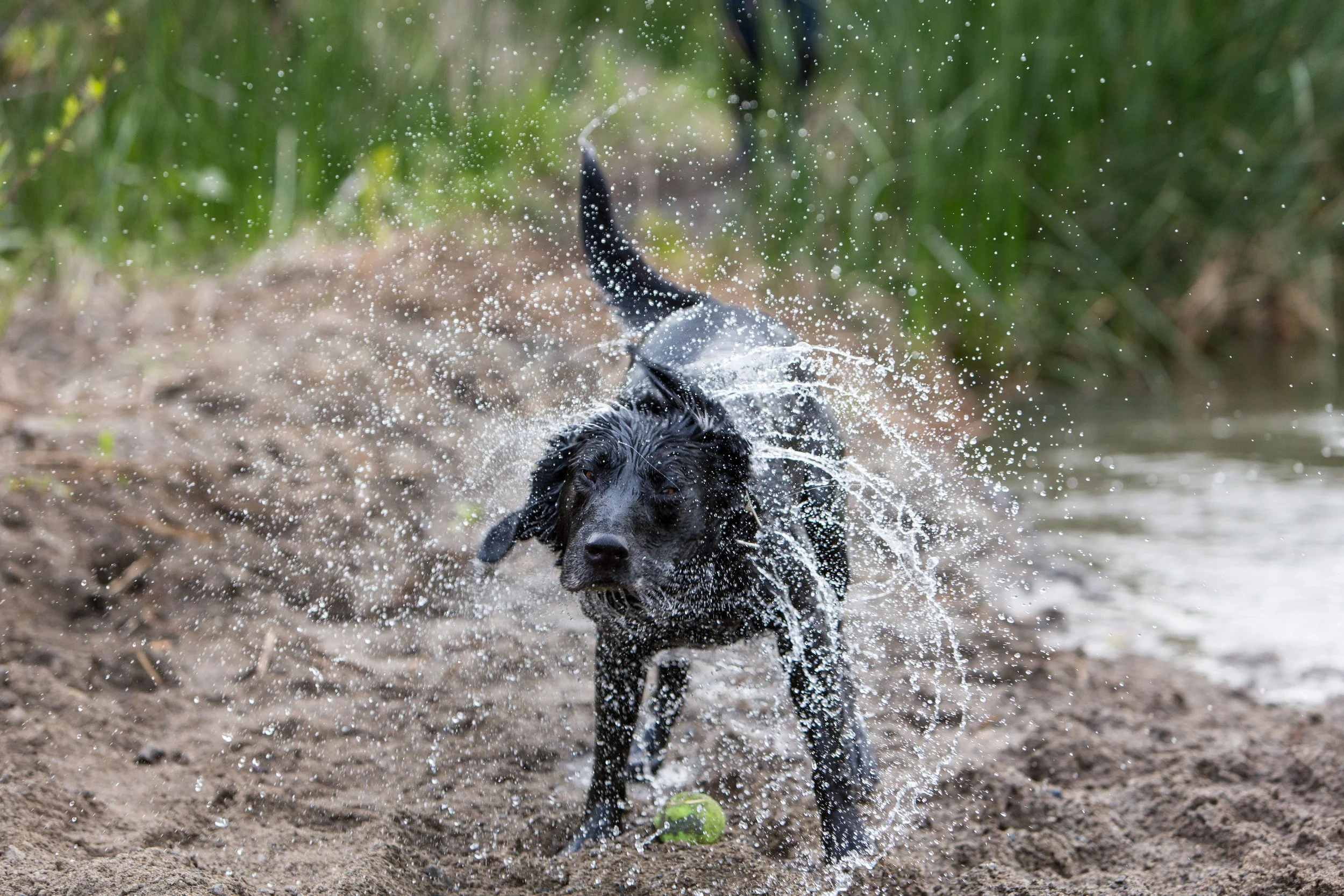 RF_dogs.11.jpg