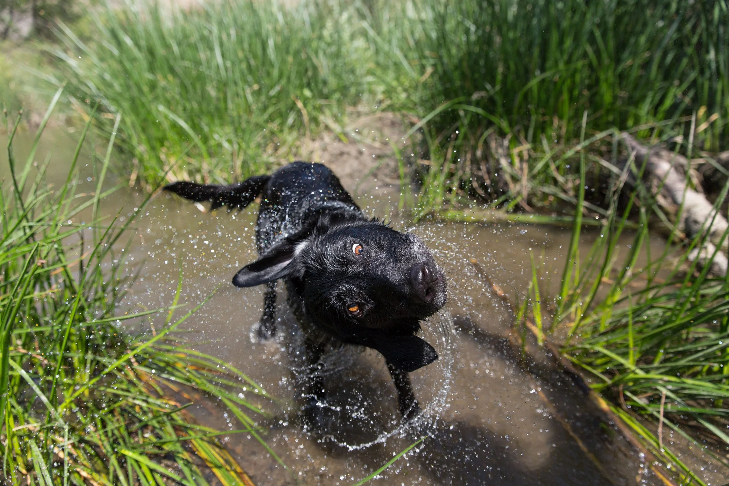 RF_dogs.12.jpg