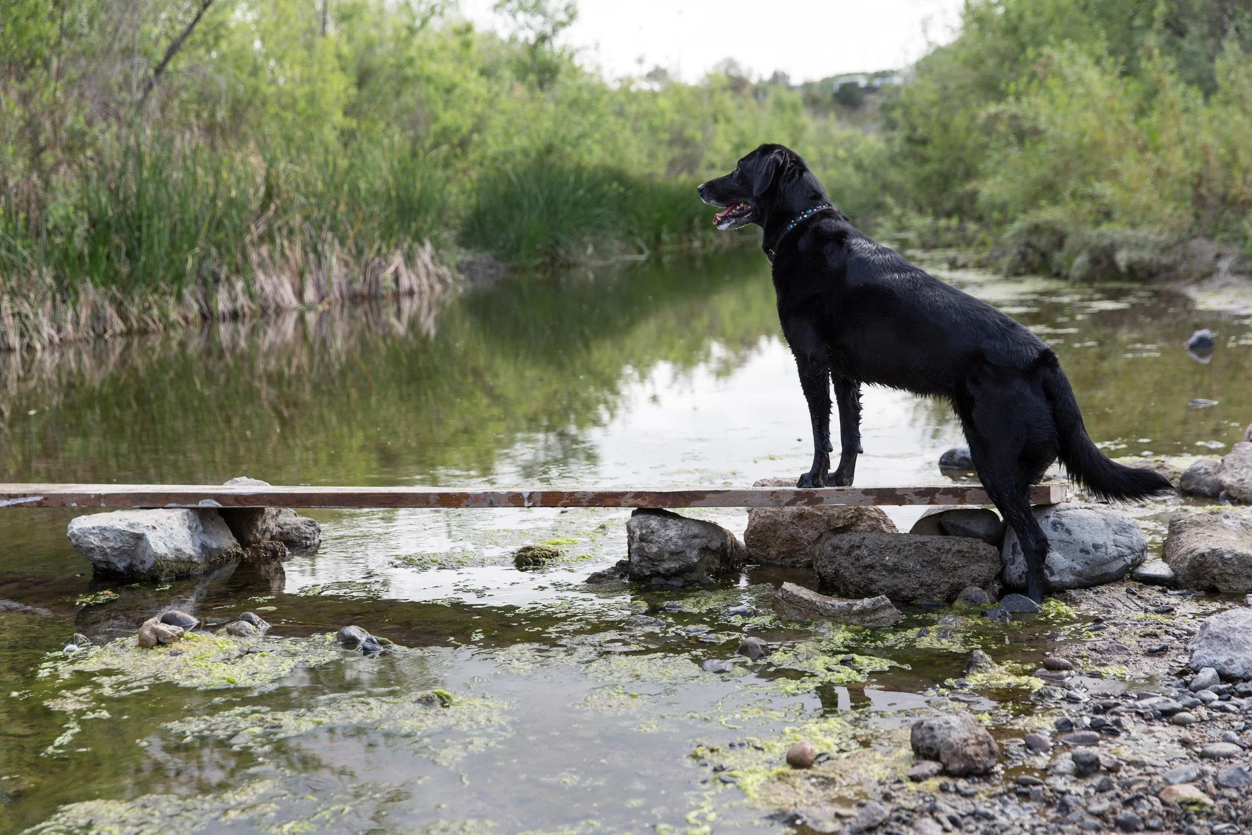 RF_dogs.13.jpg