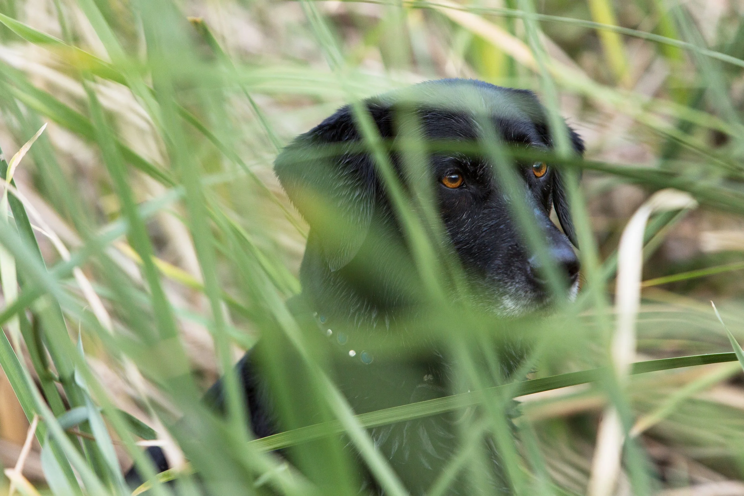RF_dogs.15.jpg