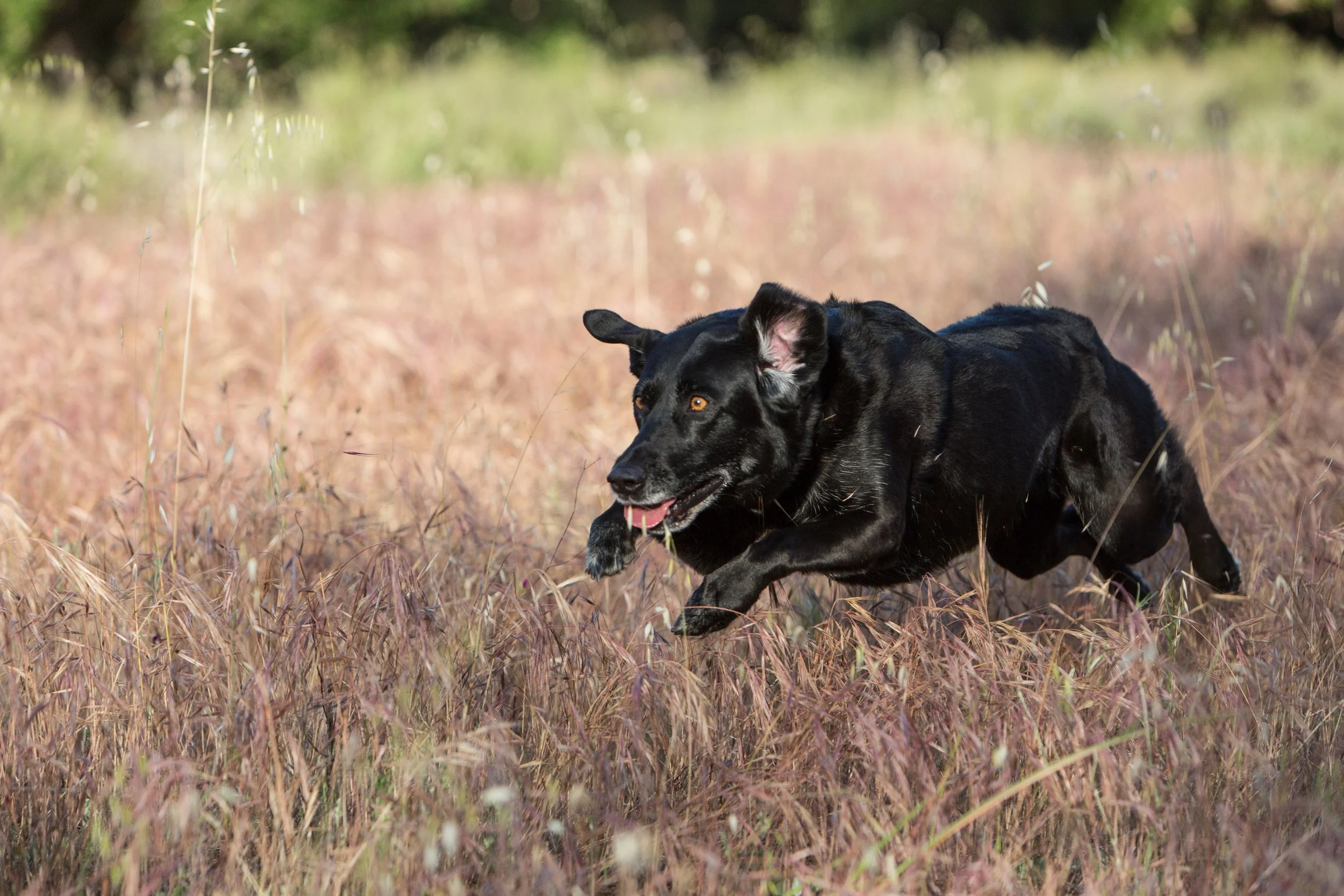 RF_dogs.16.jpg