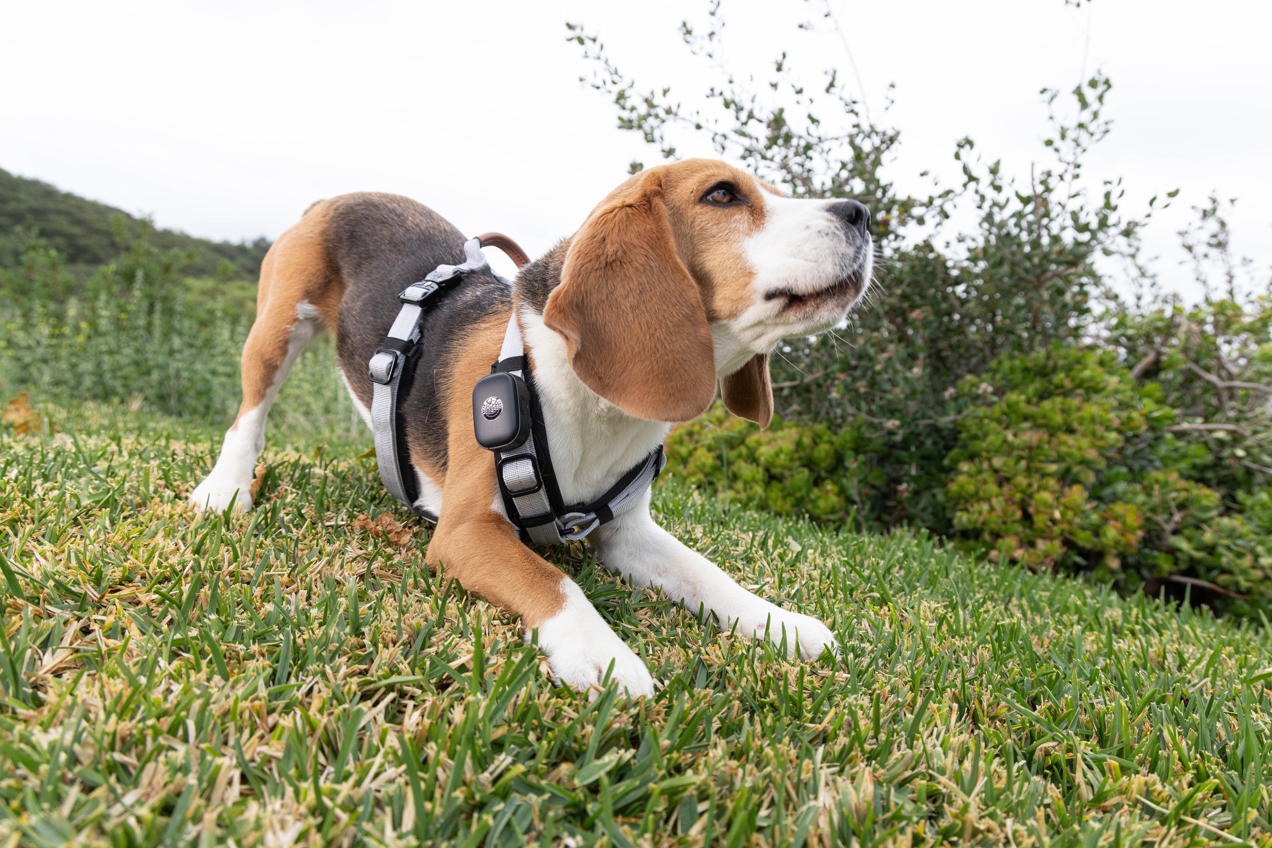 RF_dogs.17.jpg