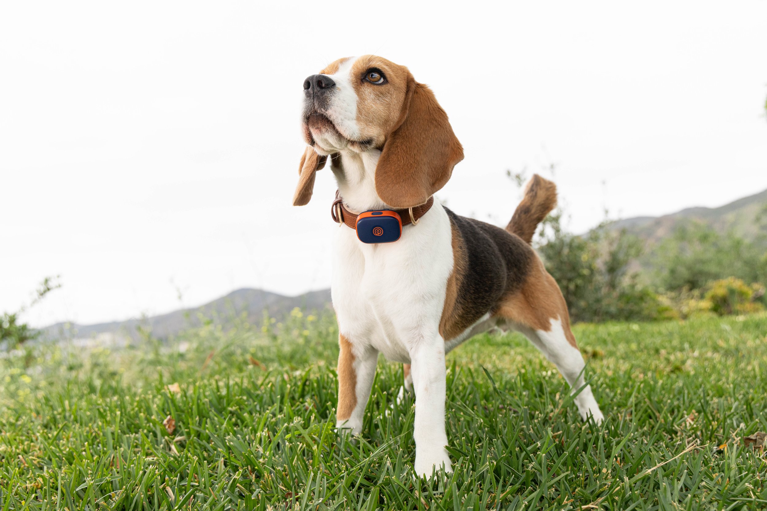 RF_dogs.21.jpg