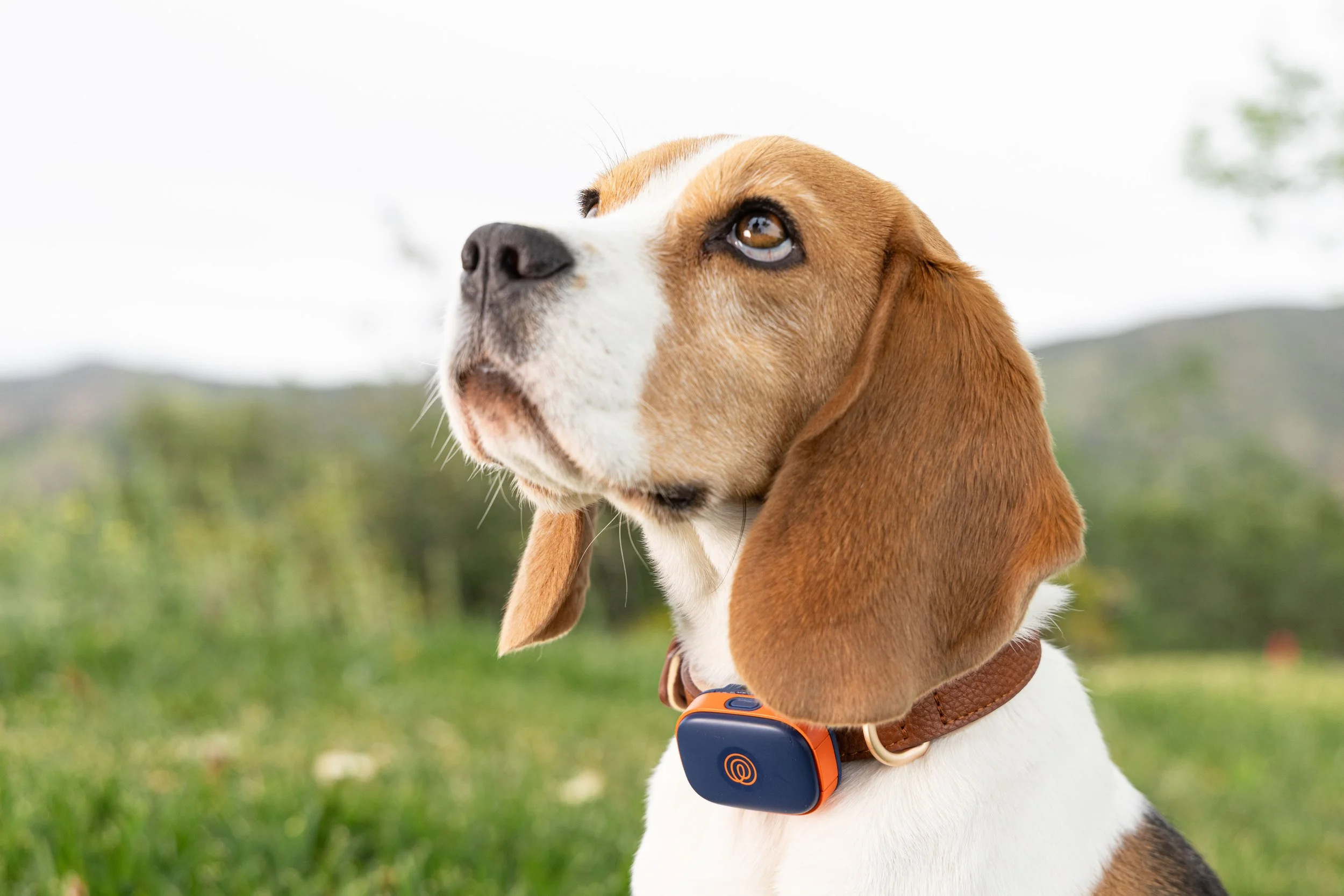 RF_dogs.22.jpg