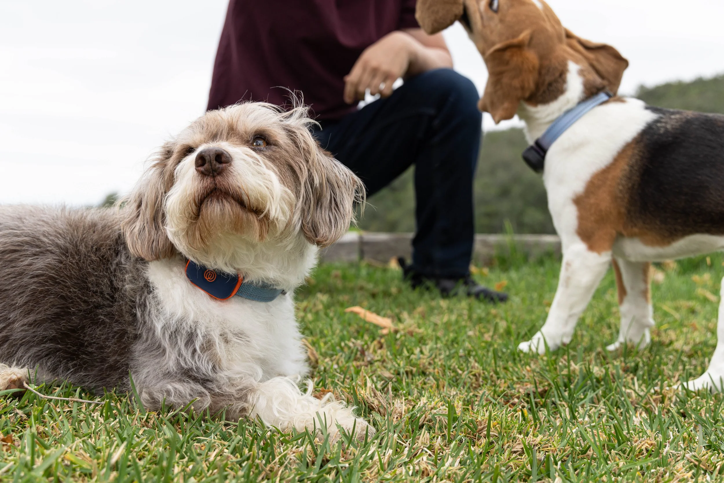 RF_dogs.27.jpg