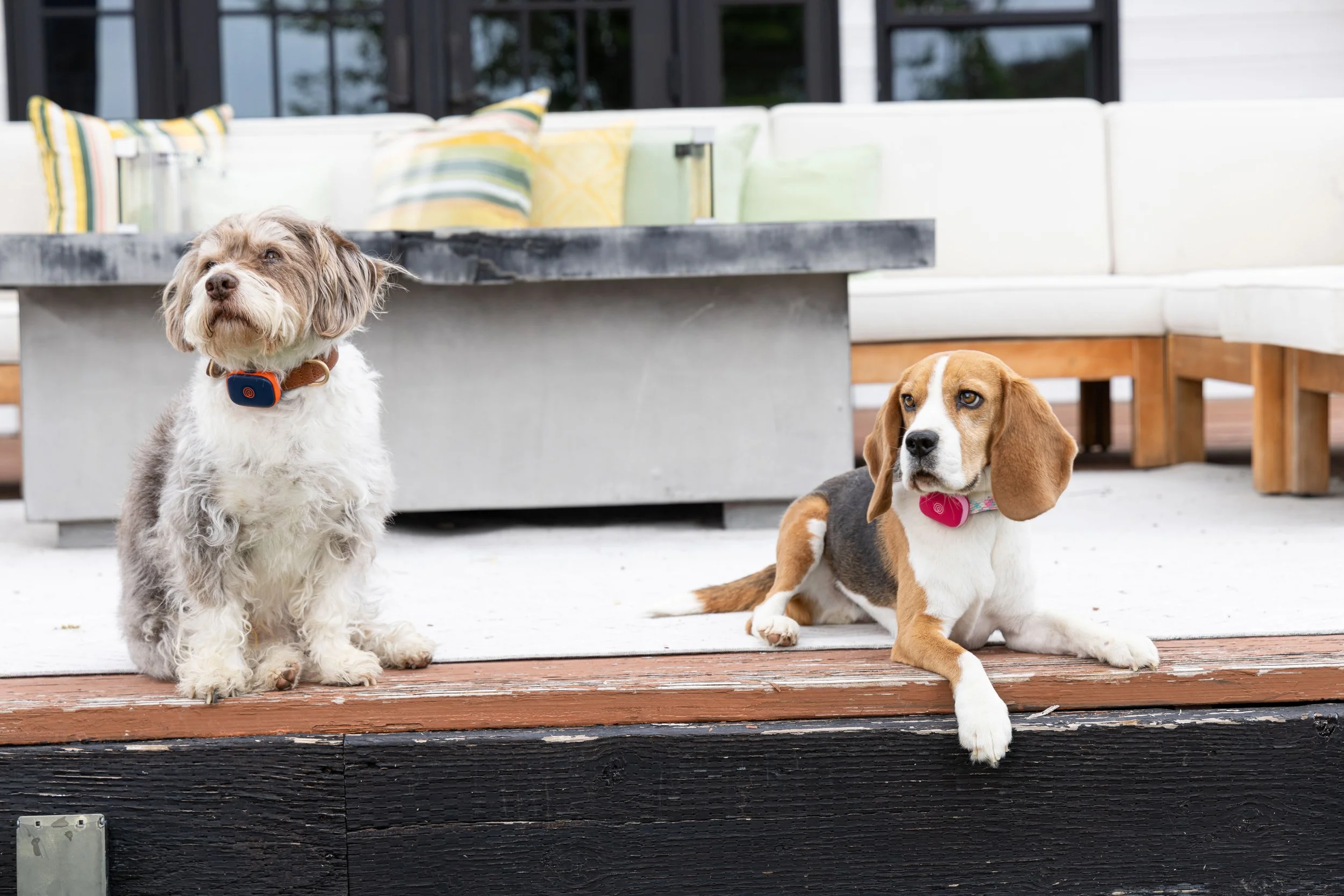 RF_dogs.28.jpg