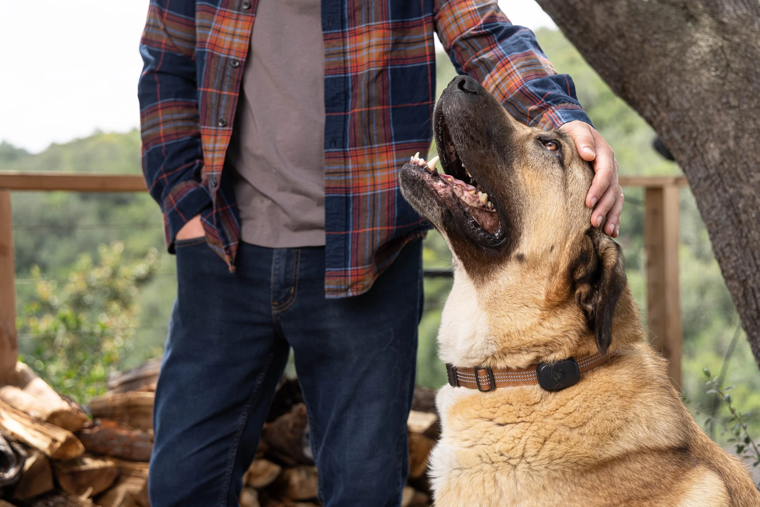 RF_dogs.31.jpg